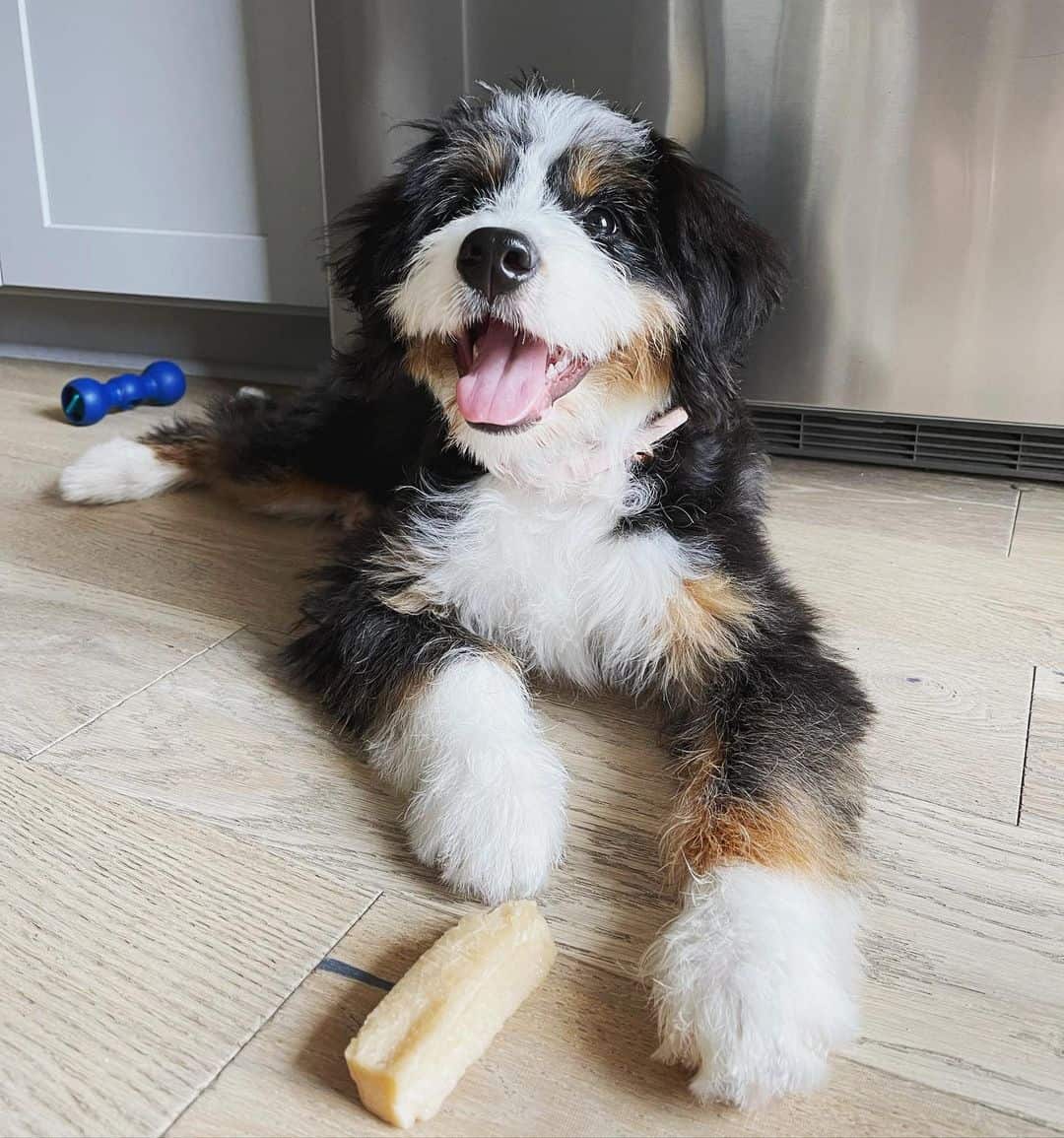 happy Bernedoodle sitting on the floor