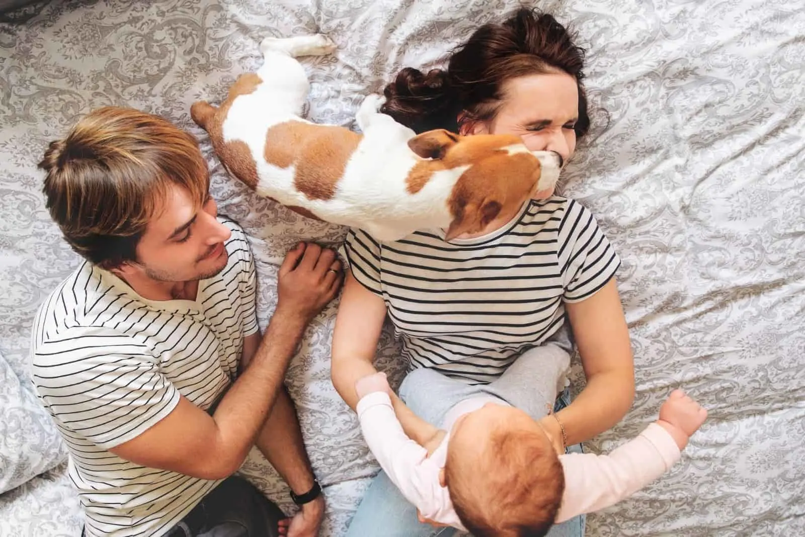 happy family with baby playing with a jack russell terrier in bed