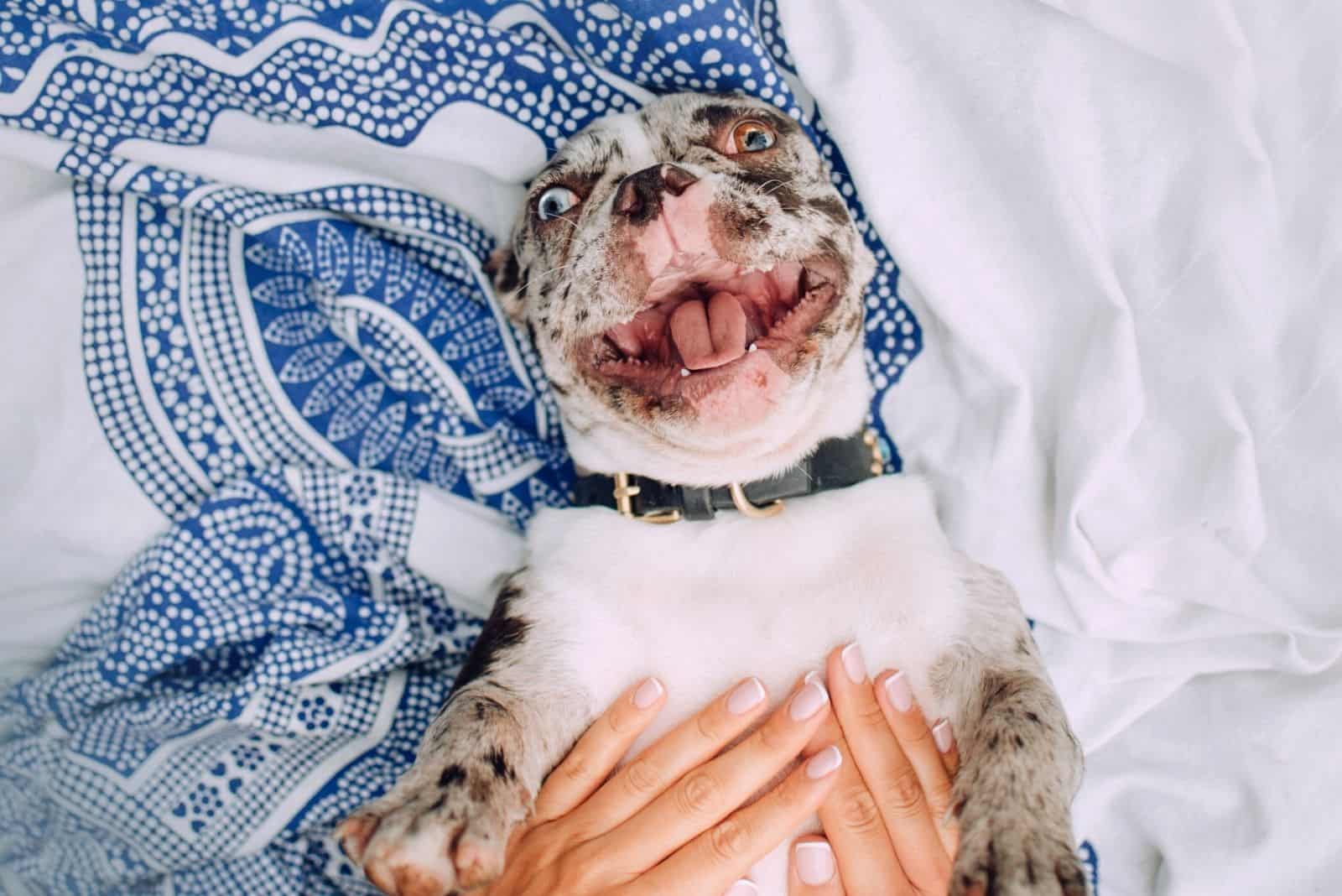 happy merle bulldog playing with owner on bed