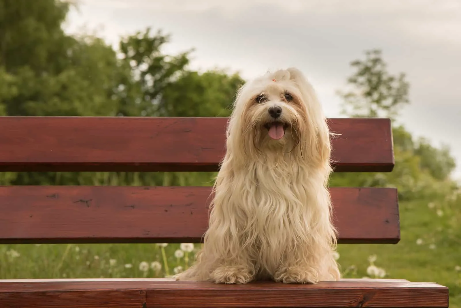 Are Havanese Hypoallergenic? Havanese Shedding And Grooming Are Havanese Hypoallergenic? Havanese Shedding And Grooming