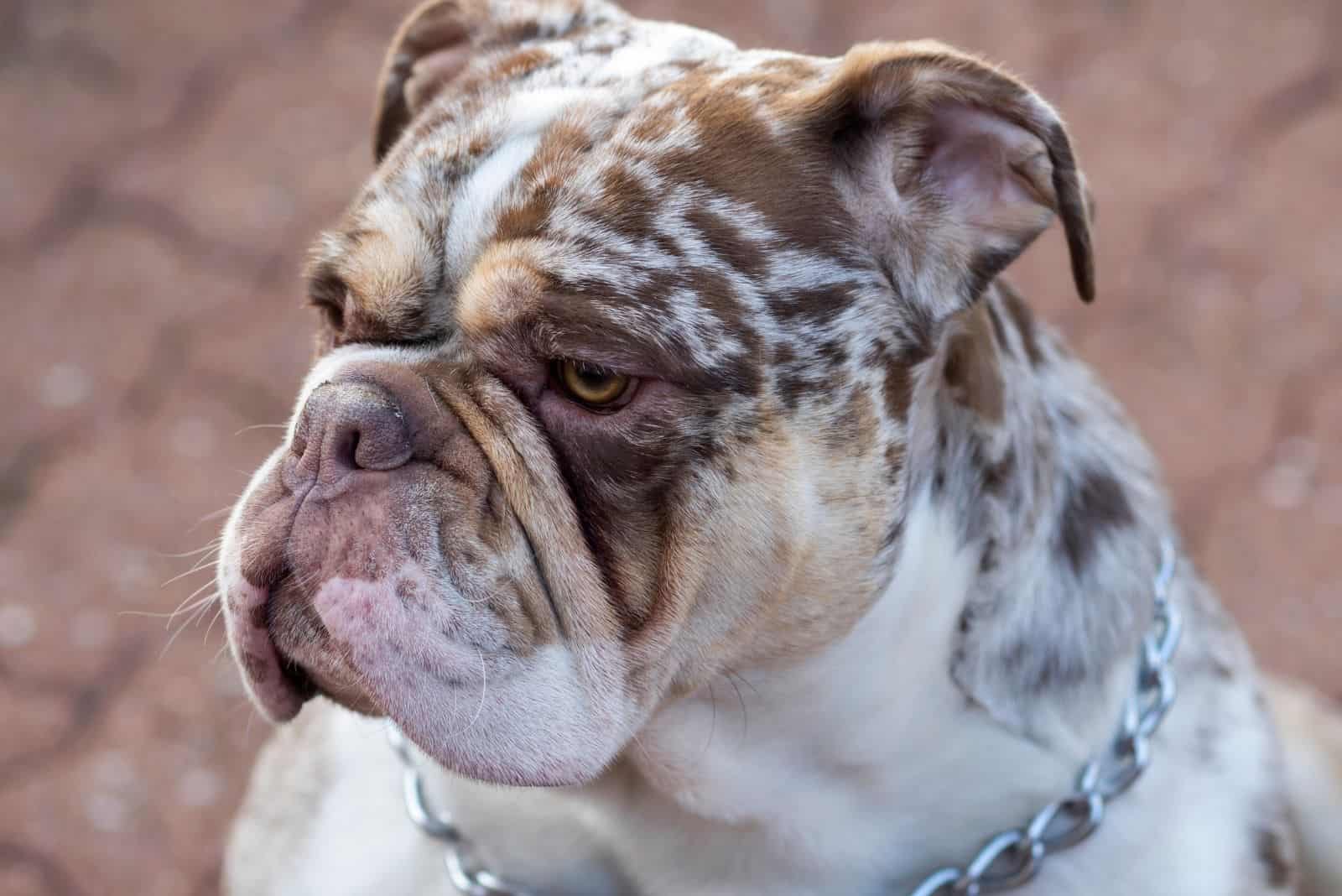 headshot of a merle english bulldog in close up