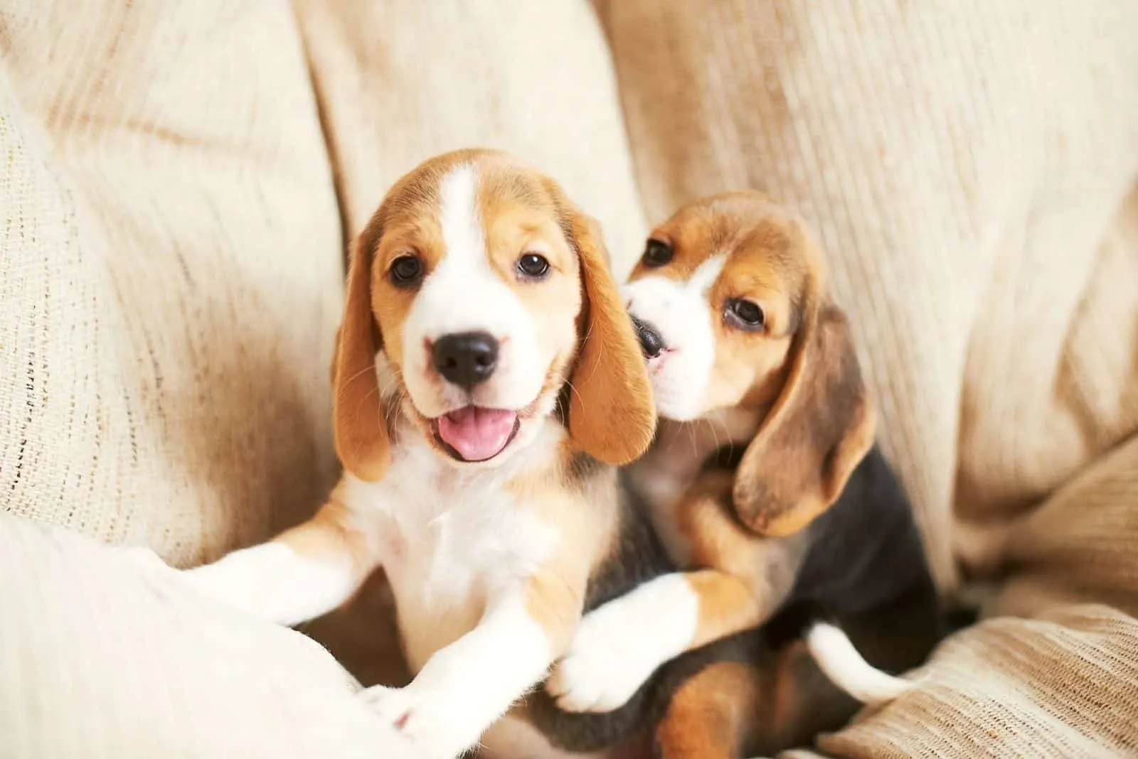 healthy beagle puppies playing at home in the couch