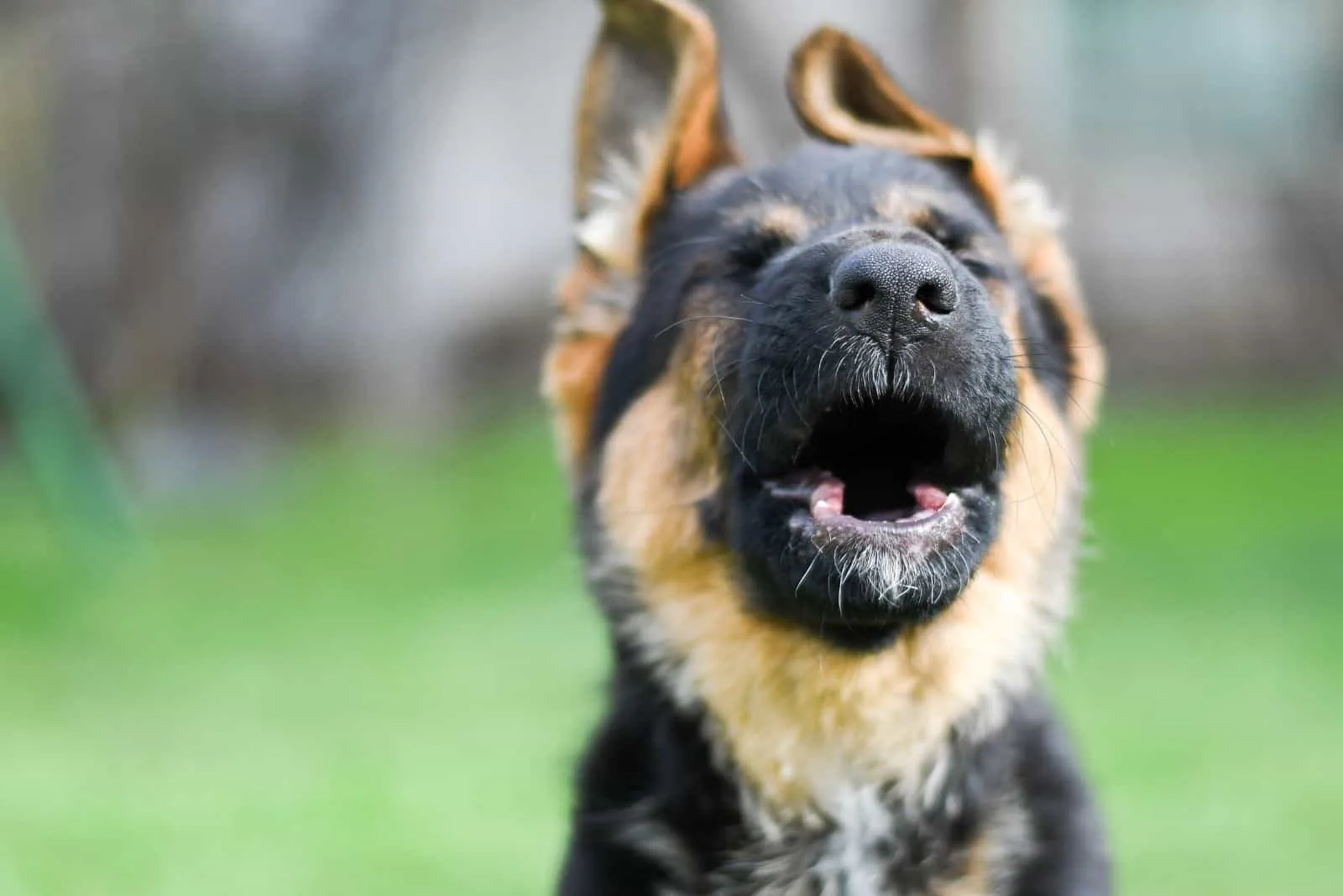 howling german shepherd in close up face photography