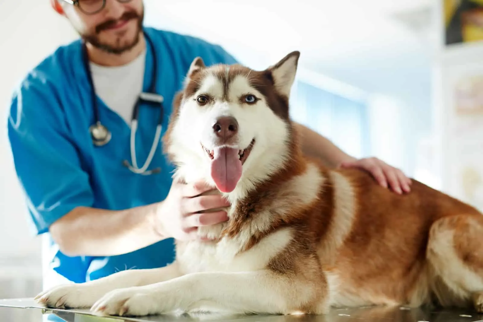 husky dog having examination in vet clinic