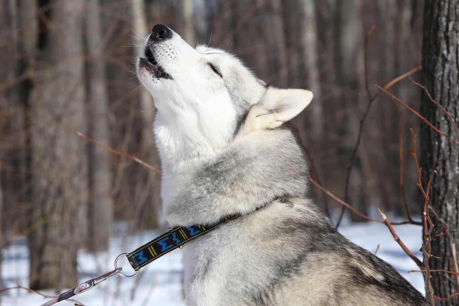 husky howling singing in the middle of the forest