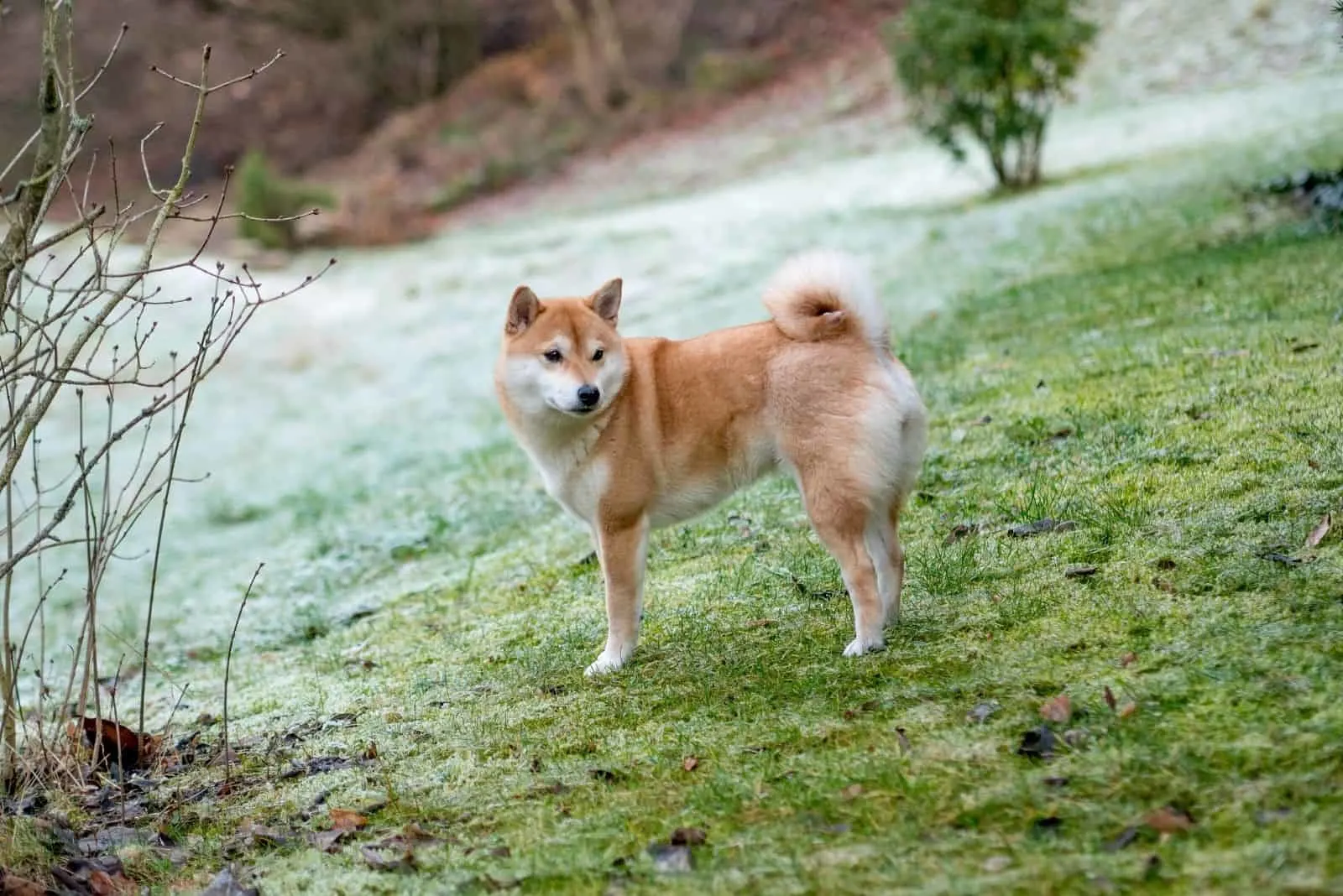 image of a shiba inu dog standing near the waters