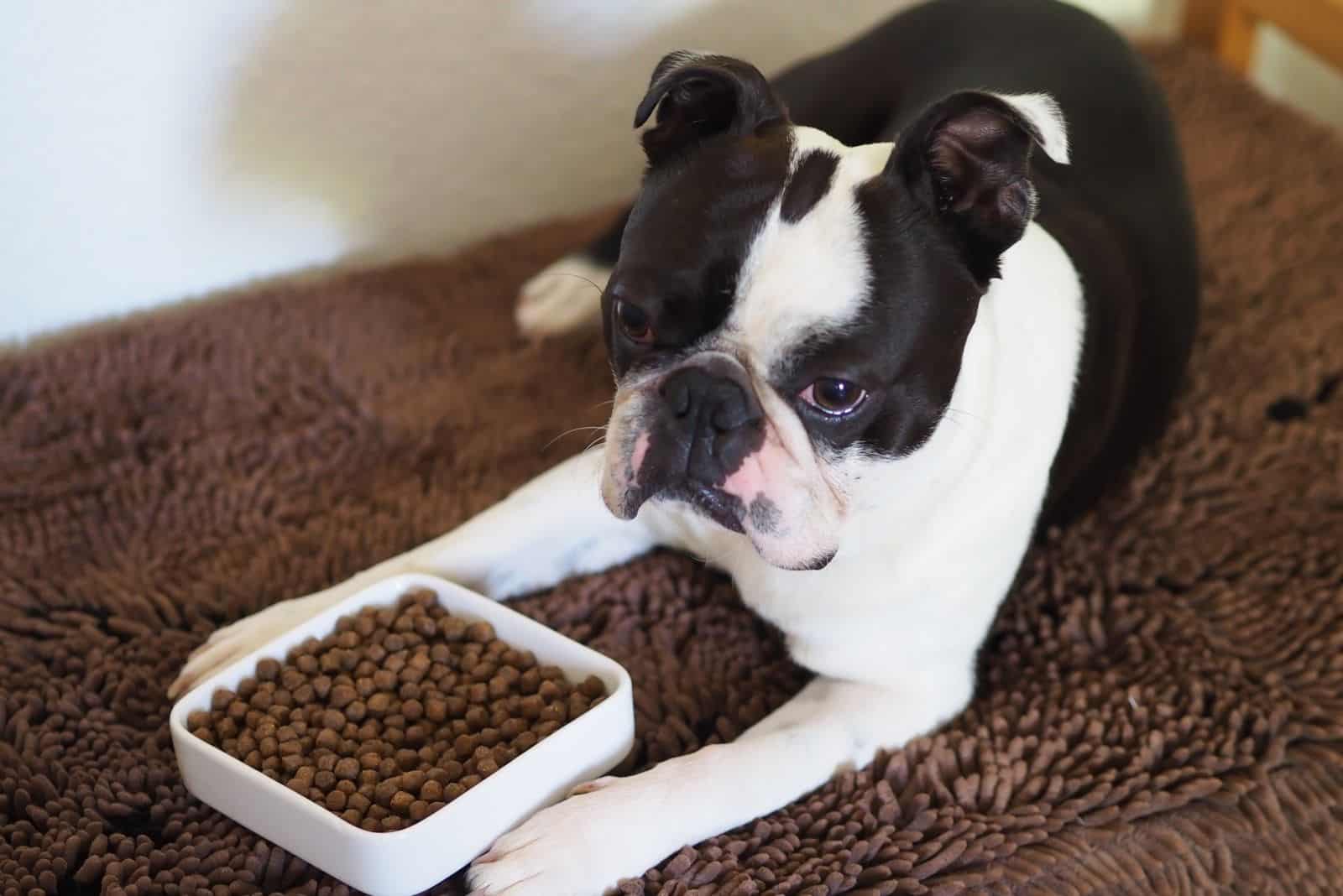 image of an adorable boston terrier lying infront of the dog food