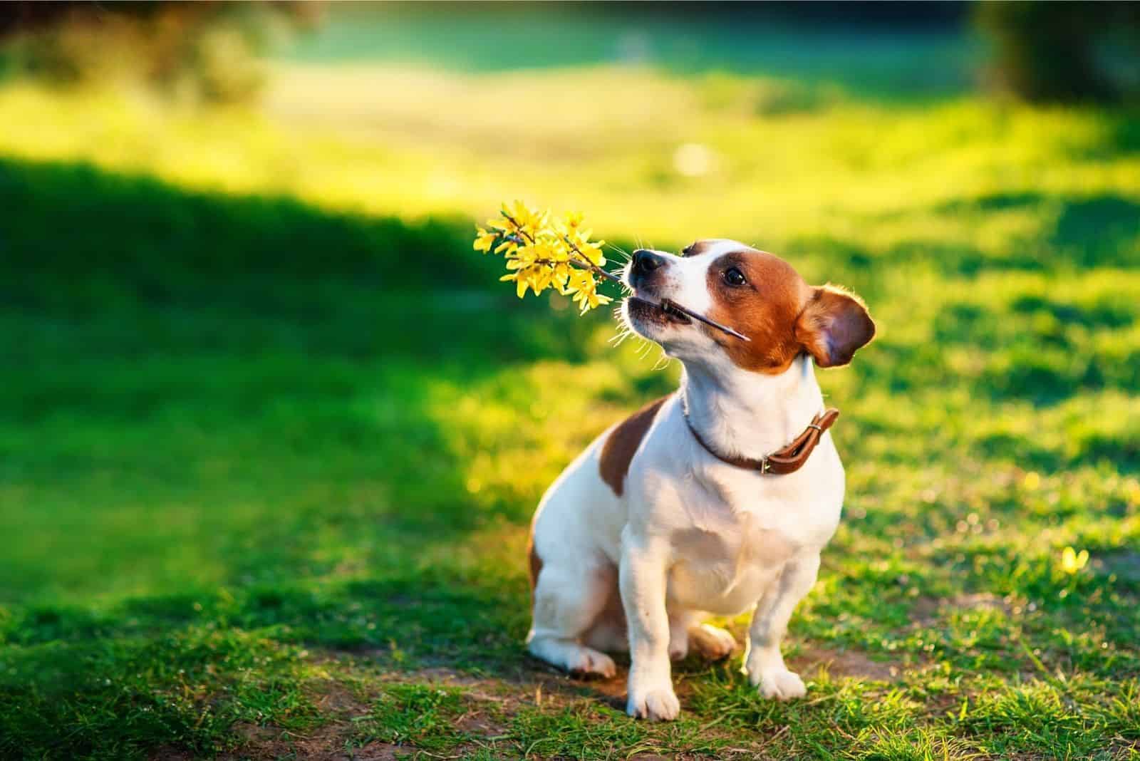 jack russel sitting in the green lawn with a branch in the mouth