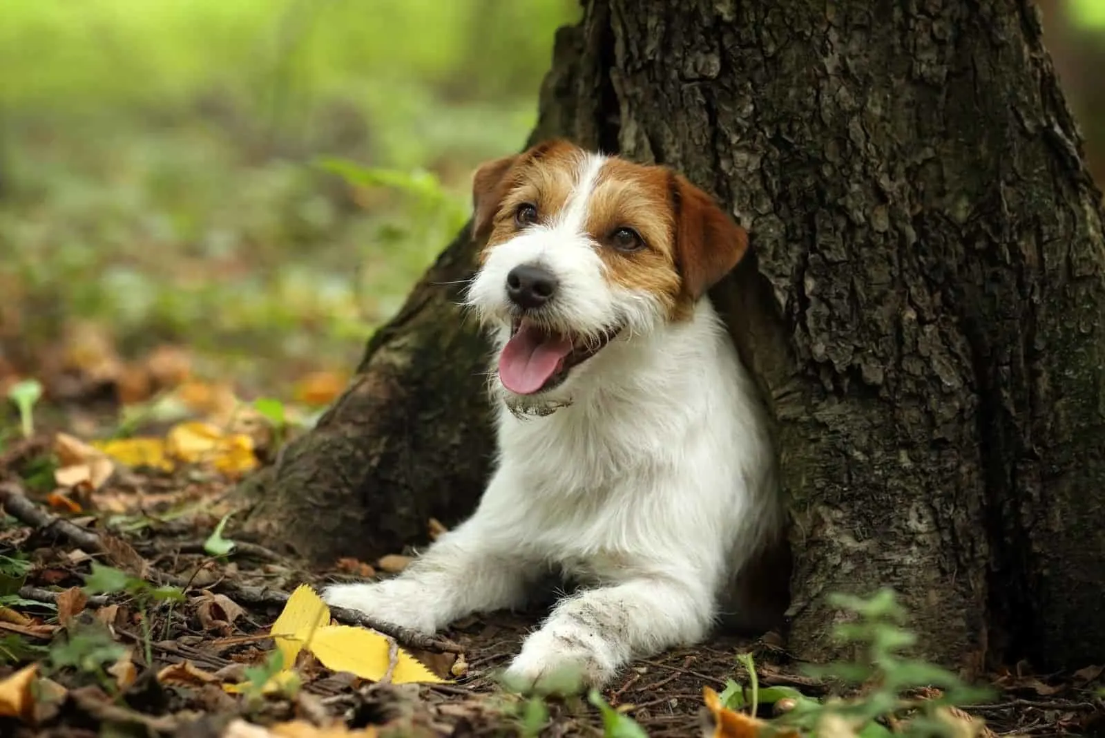 jack russel under a tree hole in the forest