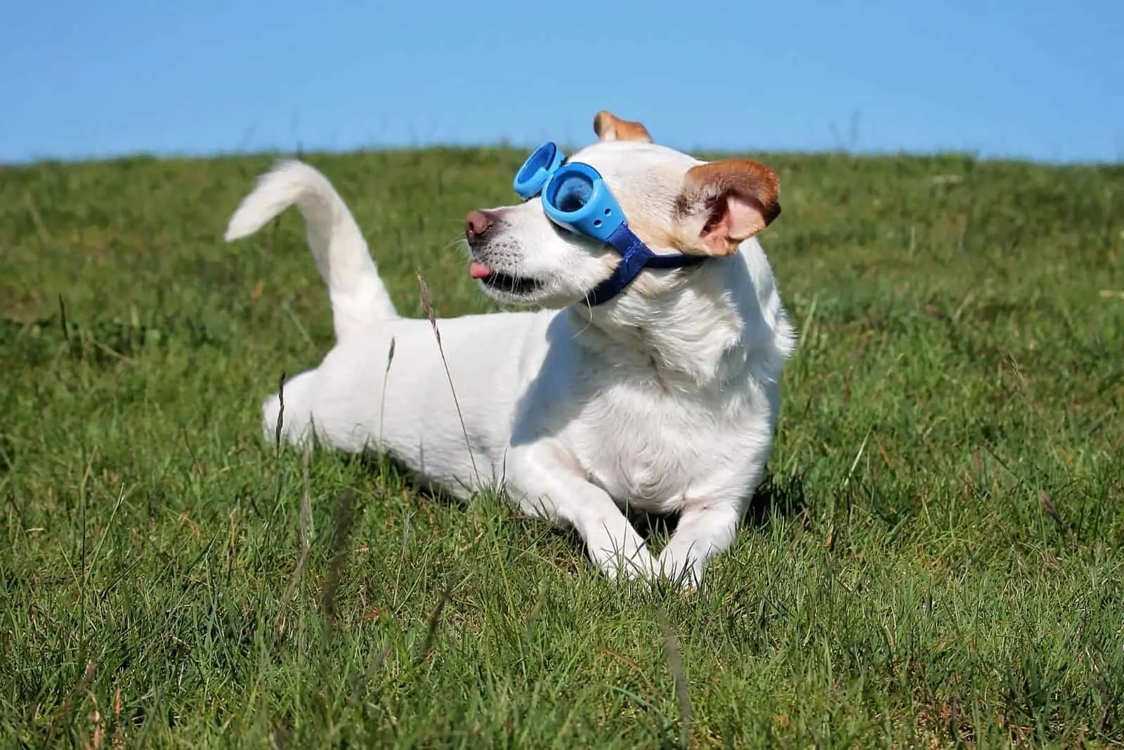 jack russell and chihuahua mix breed dog wearing a goggles outdoors