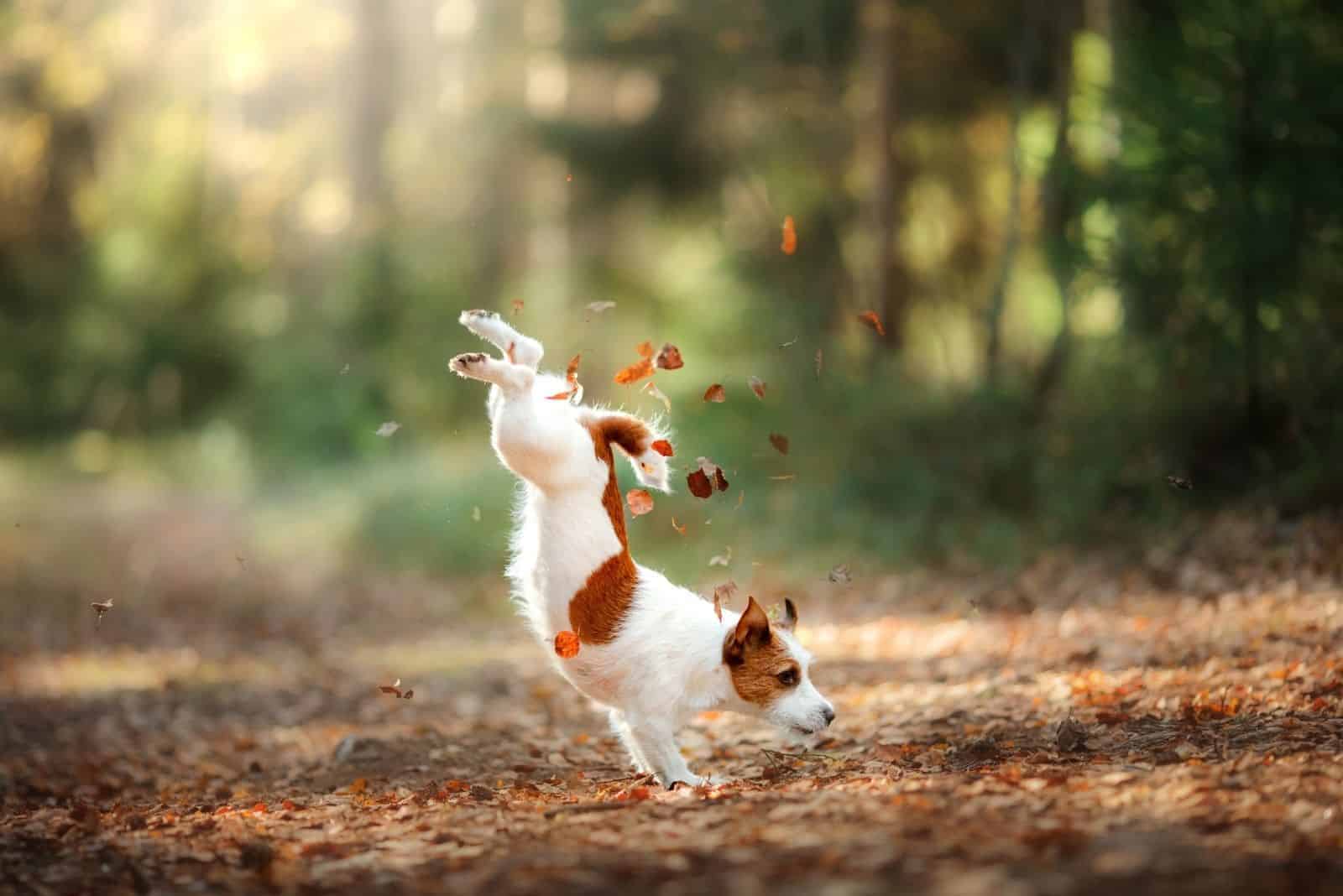jack russell jumping and playing in the forest