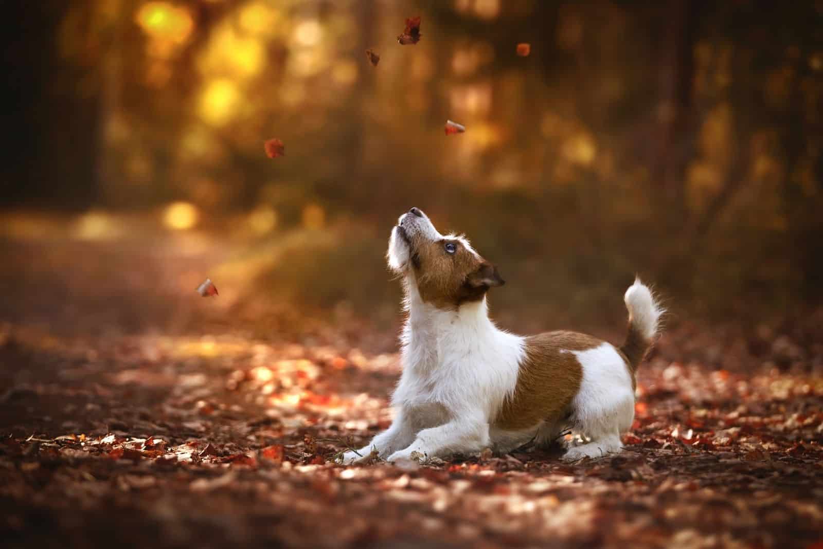 jack russell terrier playing with the leaves in the forest