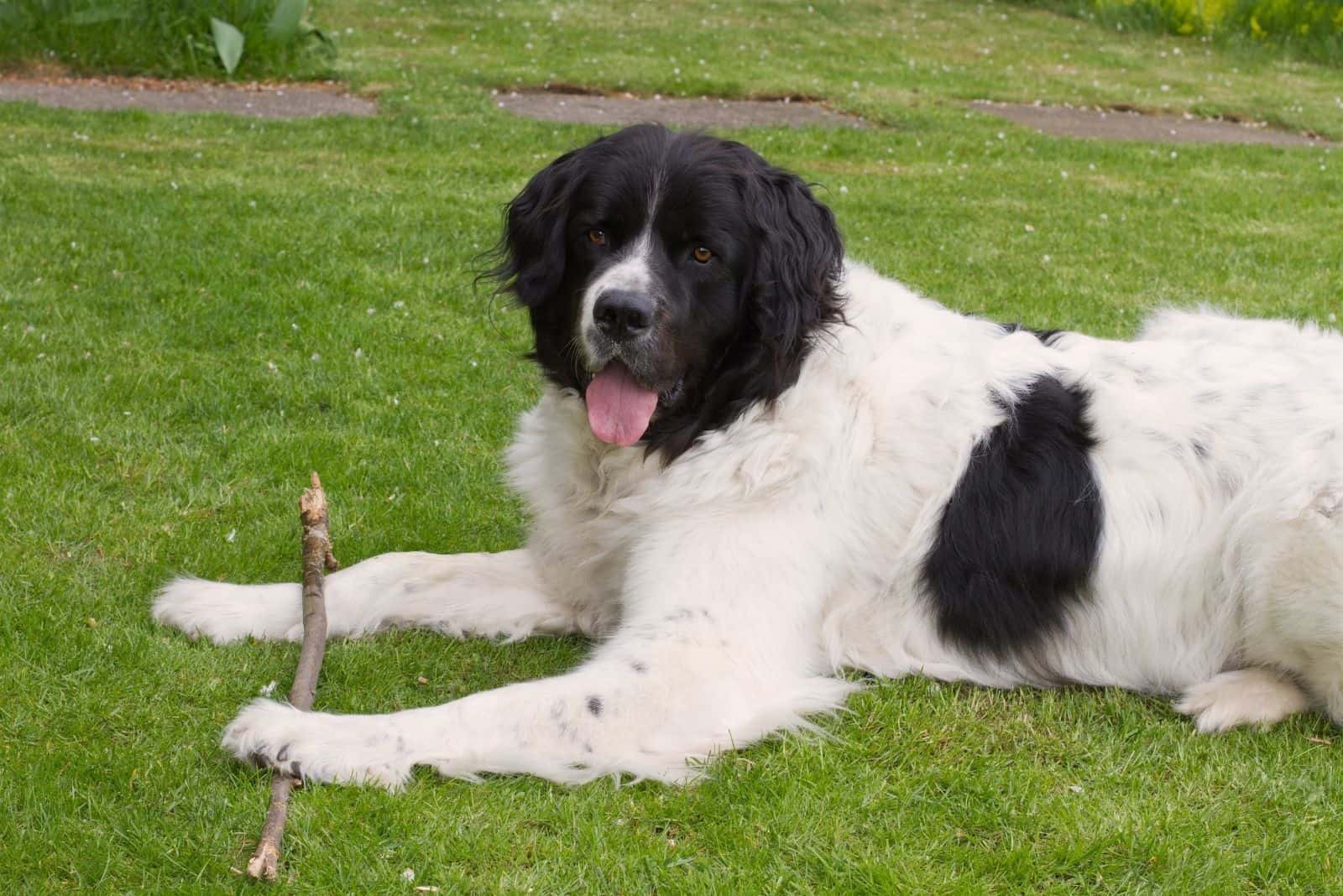 landseer dog lying down in the garden with a stick