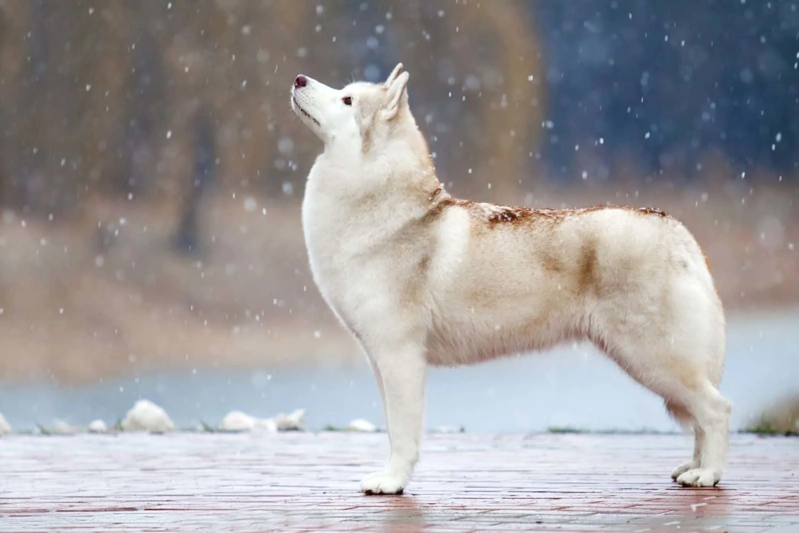 light siberian husky standing in the middle of the falling snow 