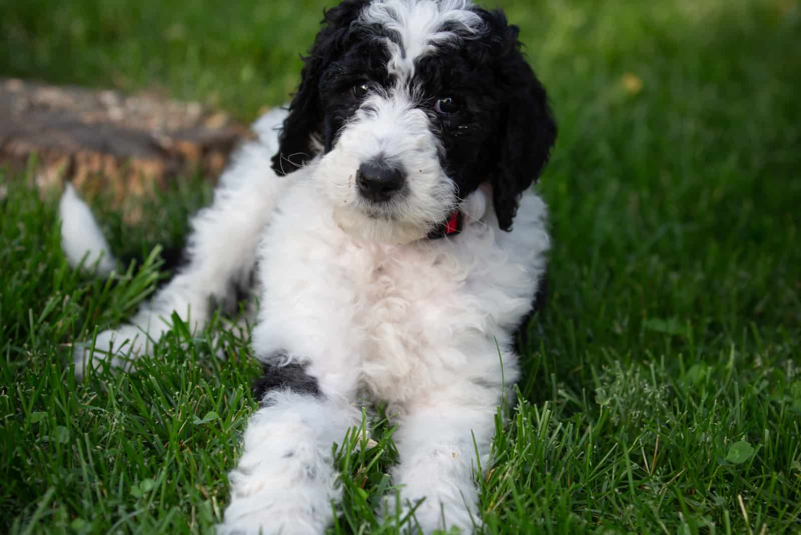 little Sheepadoodle Puppy outside