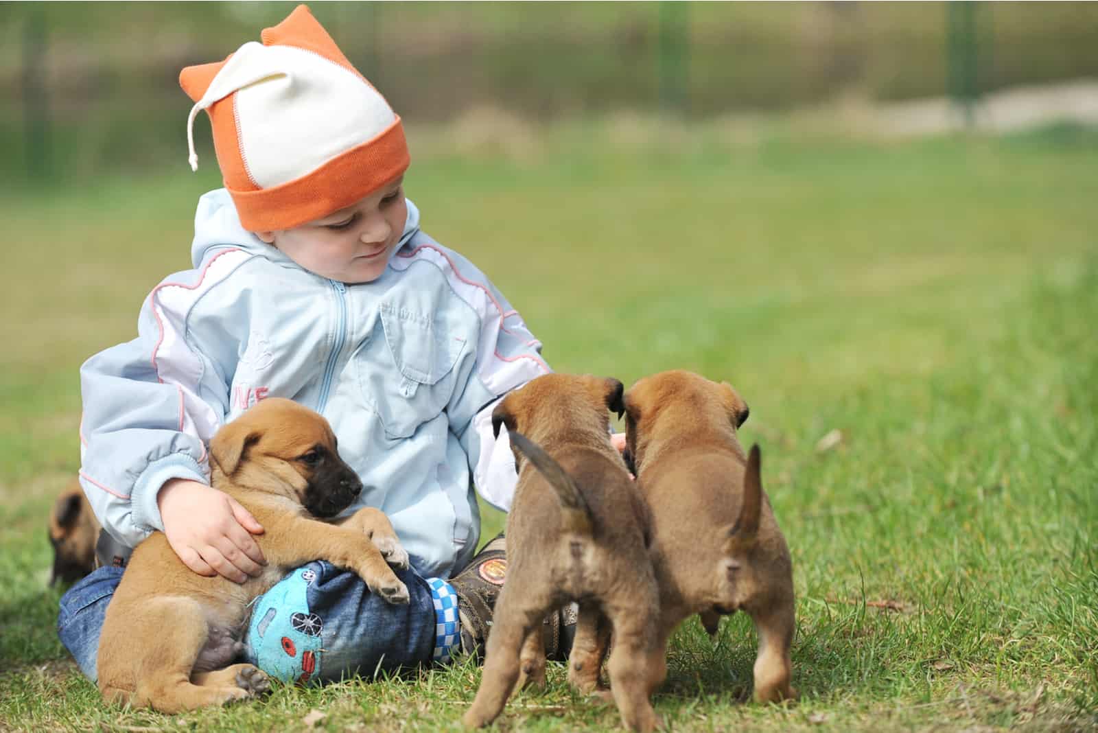 little boy playing with puppies belgian shepherd malinois