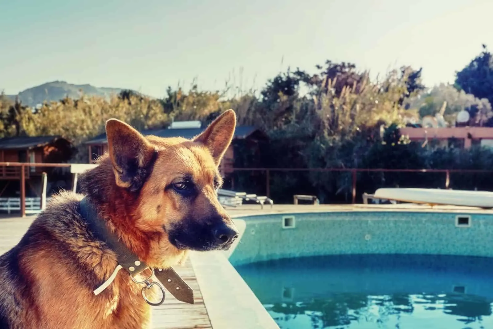 lonely german shepherd standing at the edge of a swimming pool in retro color