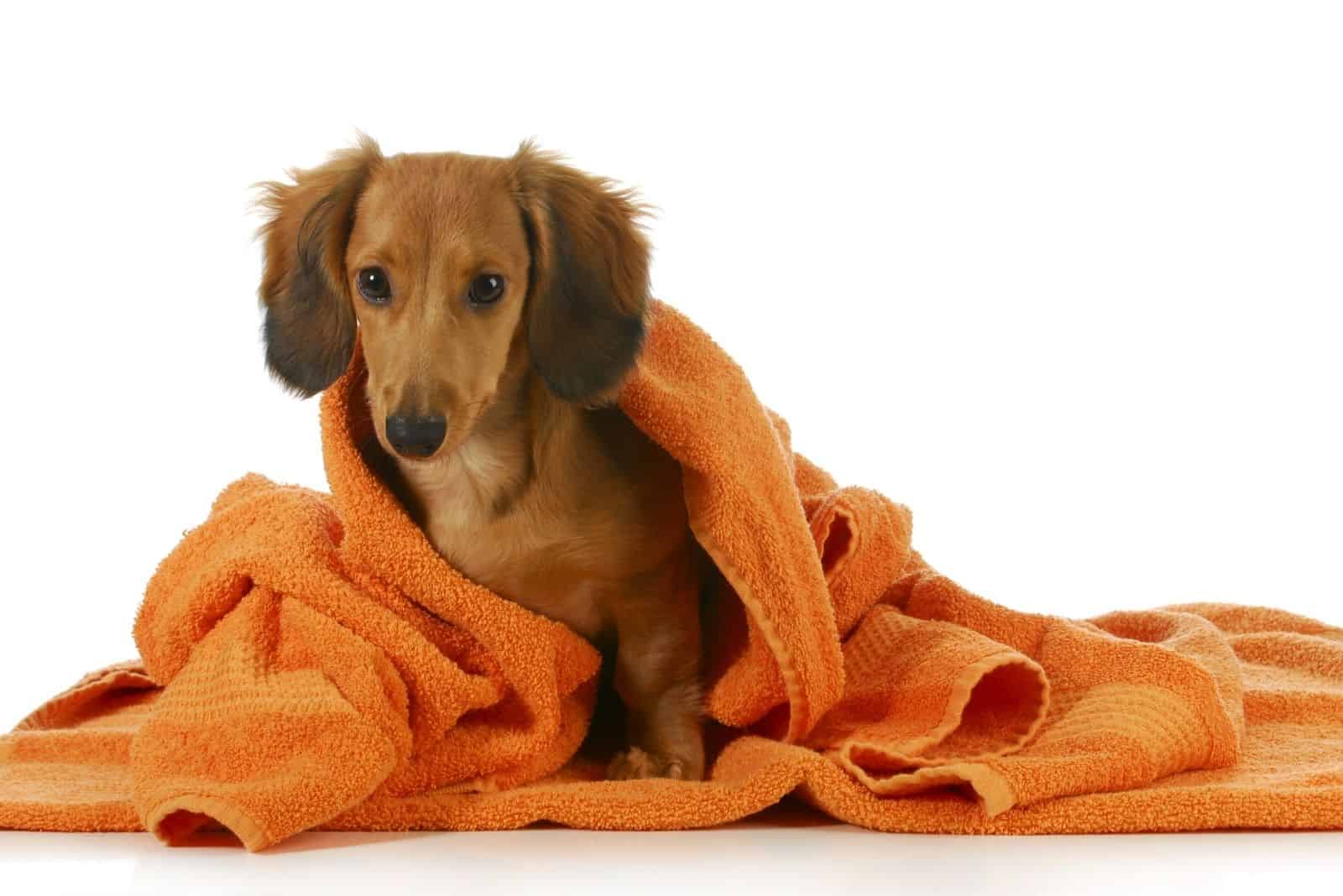 long haired dachshund with an orange towel over after bath