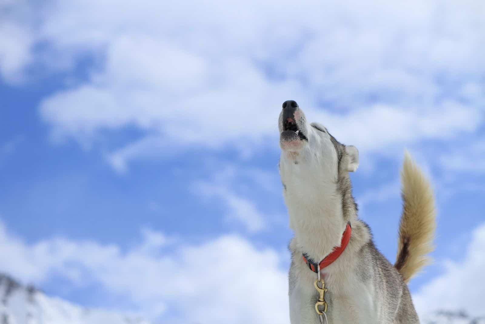 low angle of a dog howling with the background of blue sky
