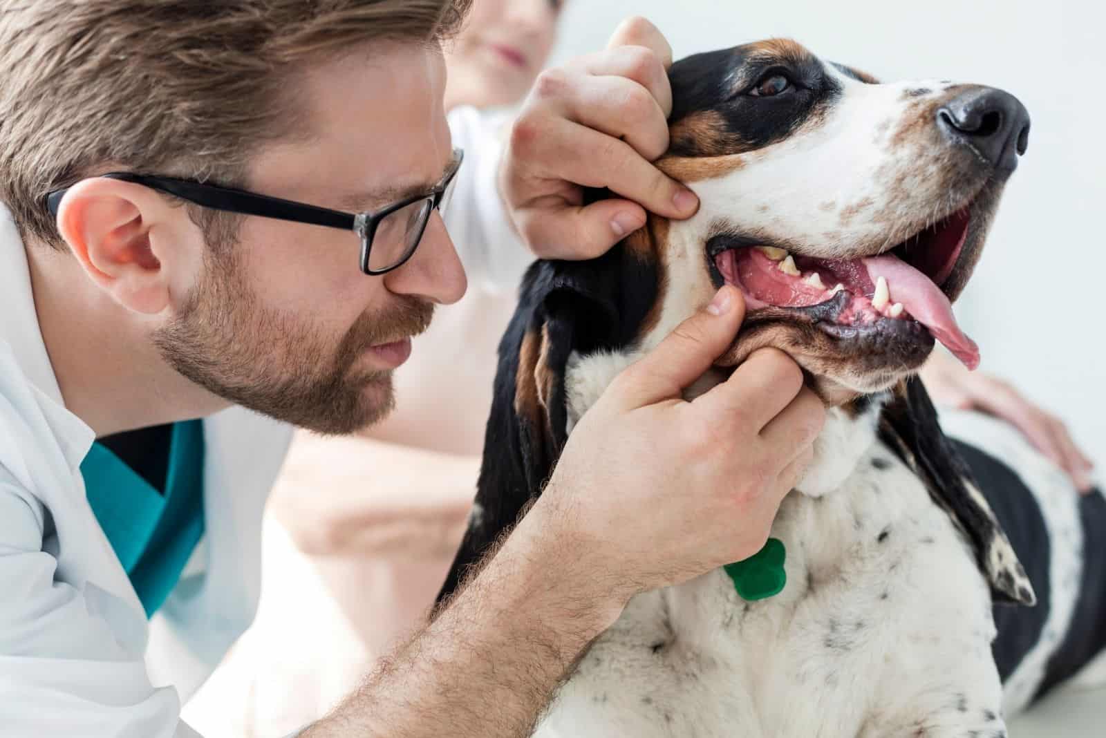 male vet examining basset hound's gums
