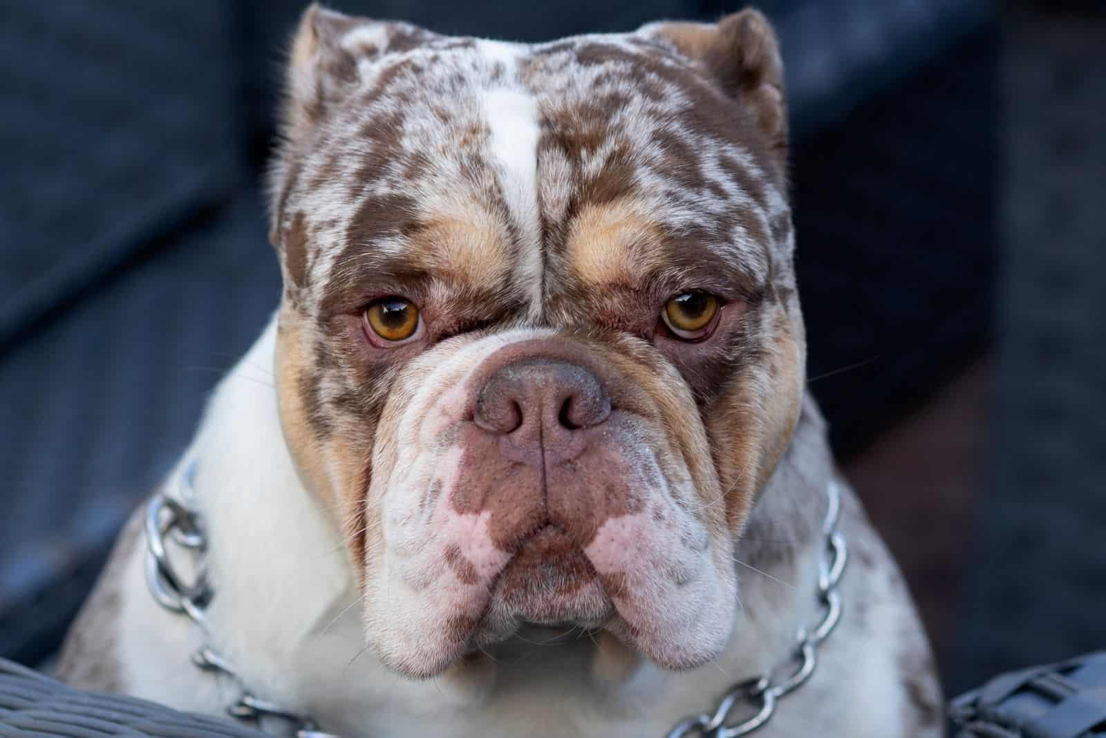 merle English bulldog adult purebreed closeup horizontal head shot