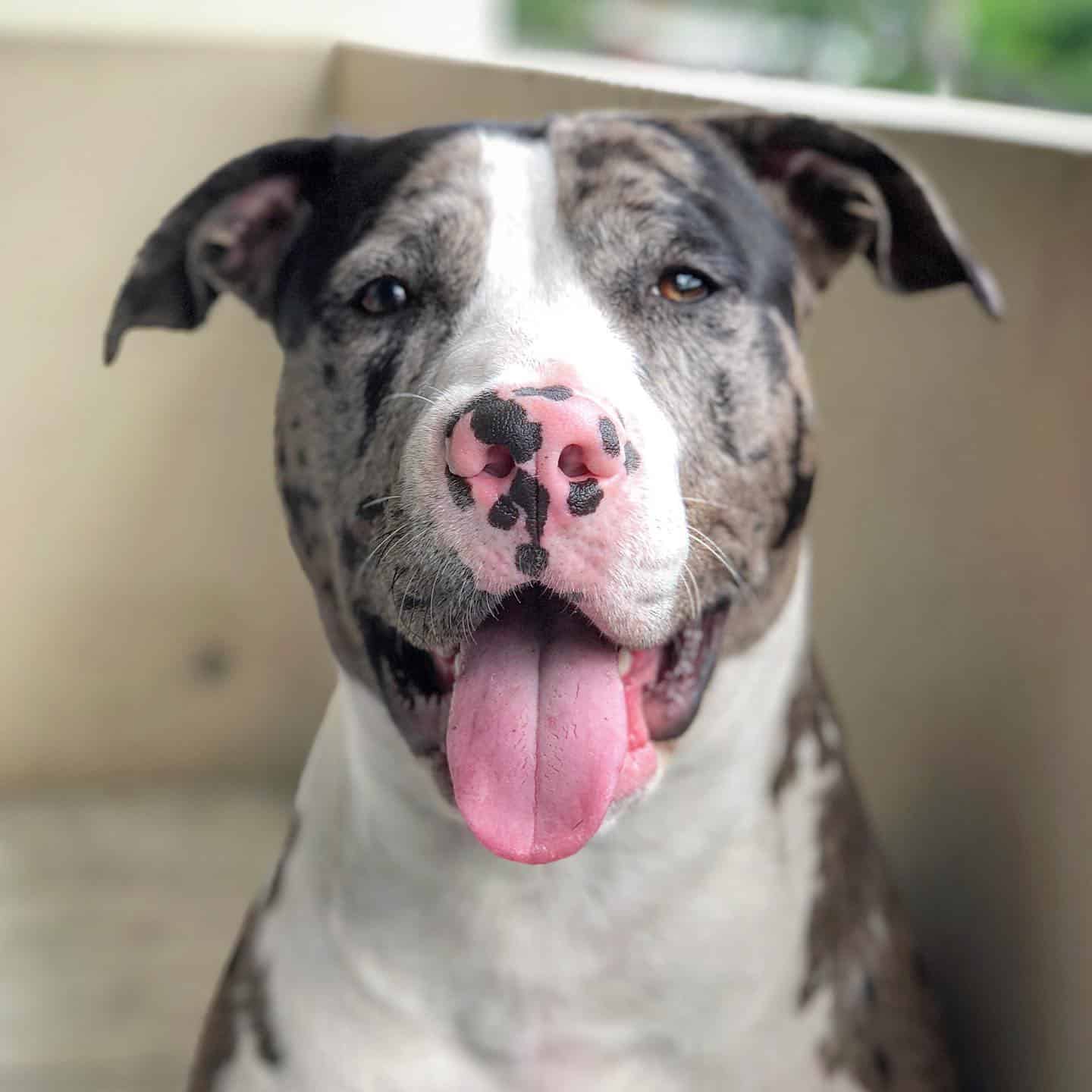 merle pitbull