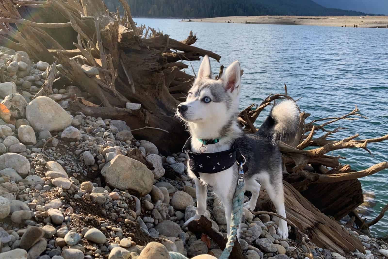 mini husky puppy standing near the drift wood on stoney beach