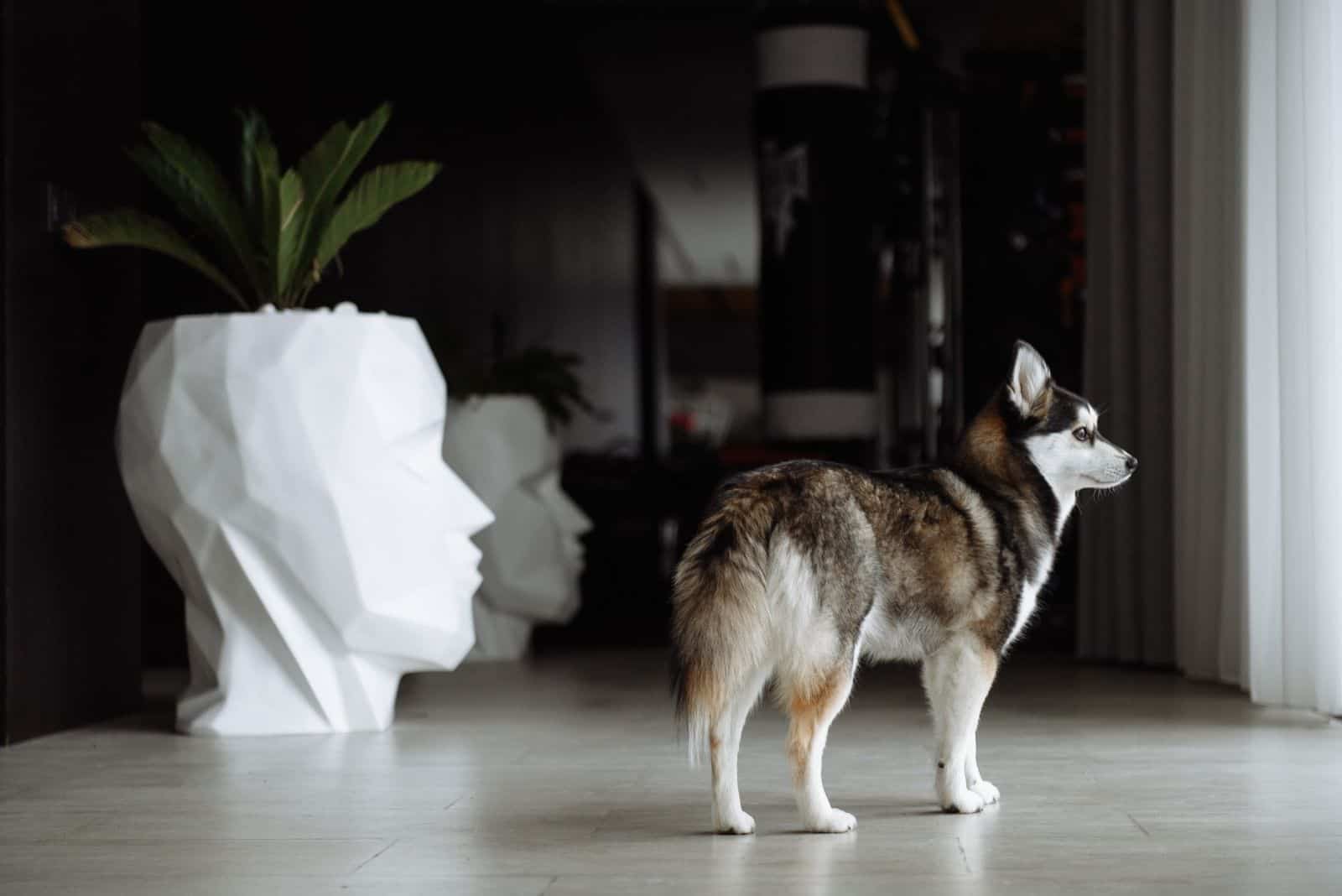 mini husky standing near the head shaped planters