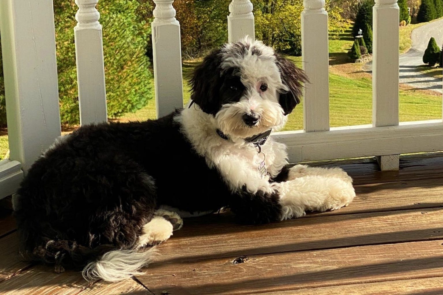 Top 8 Sheepadoodle Breeders Puppy Price & Other Info