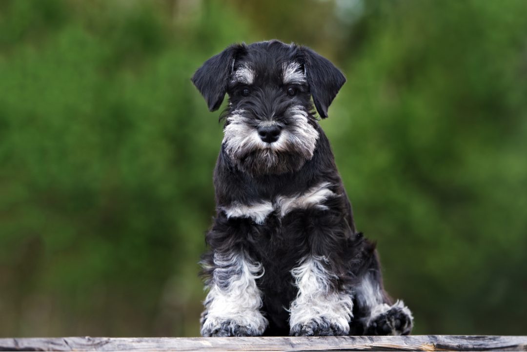 Are Schnauzers Hypoallergenic? Dog Shedding And Allergies