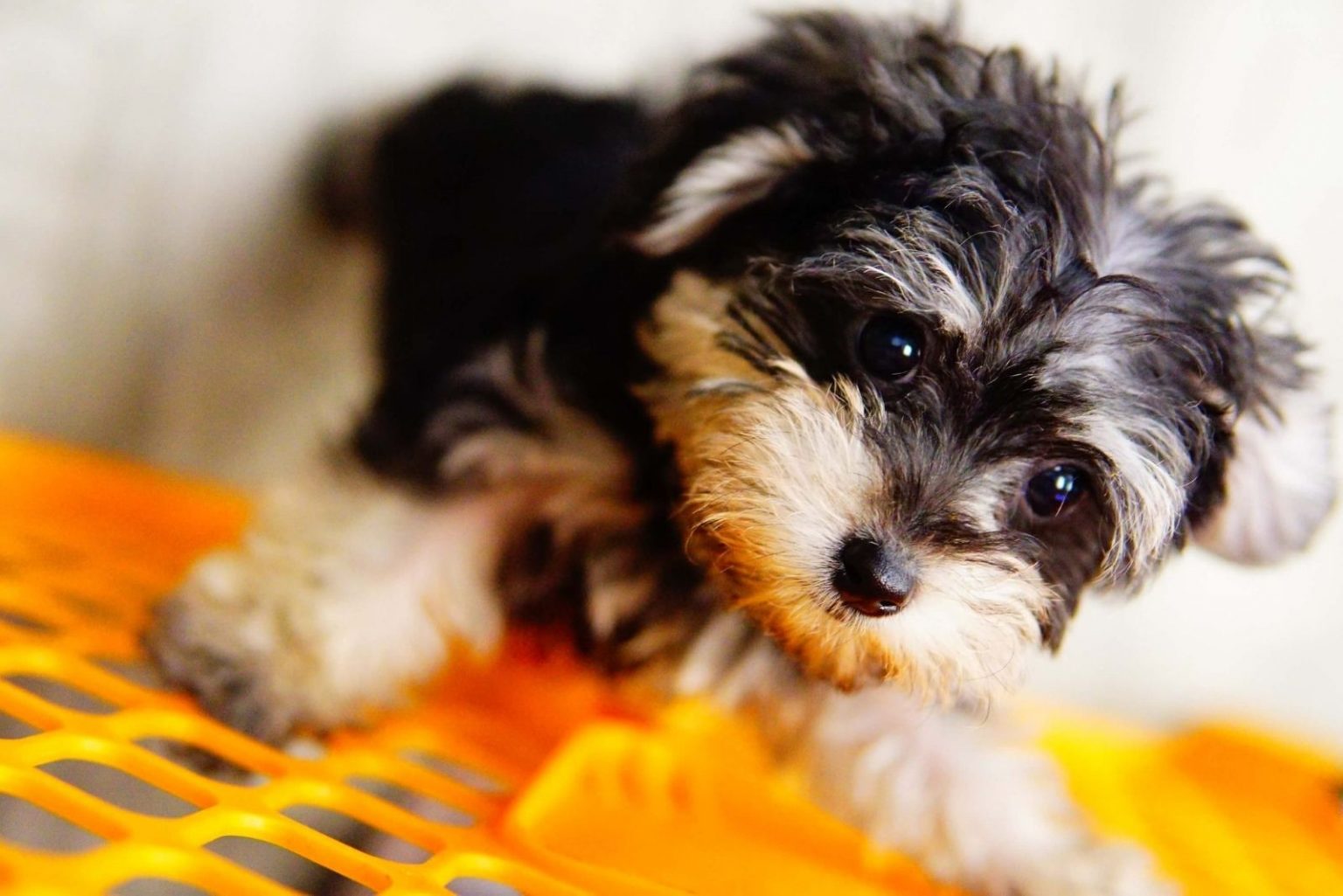 What's A Morkie Poo? Everything About This Designer Breed
