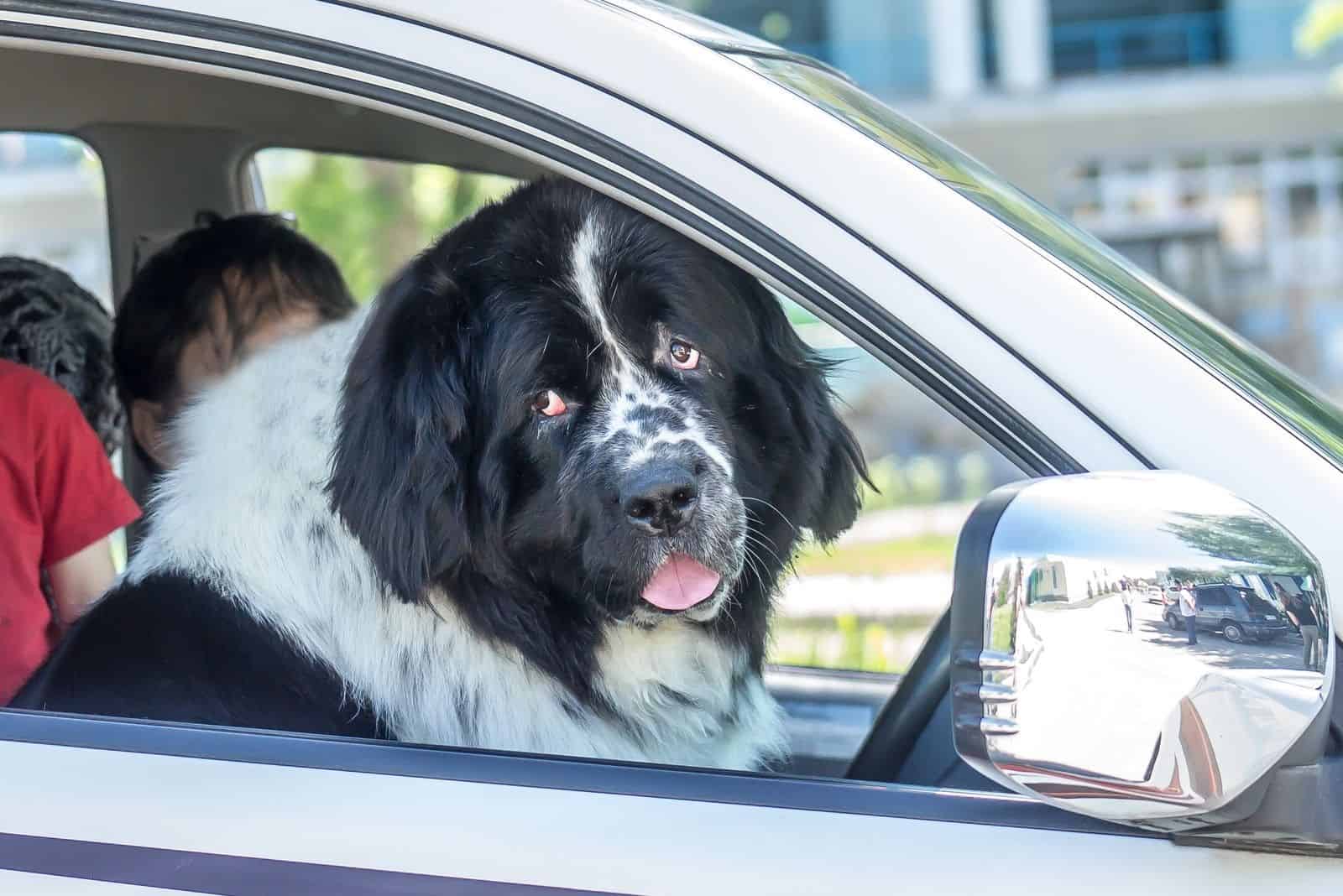 newfoundland dog inside the car looking outside the window