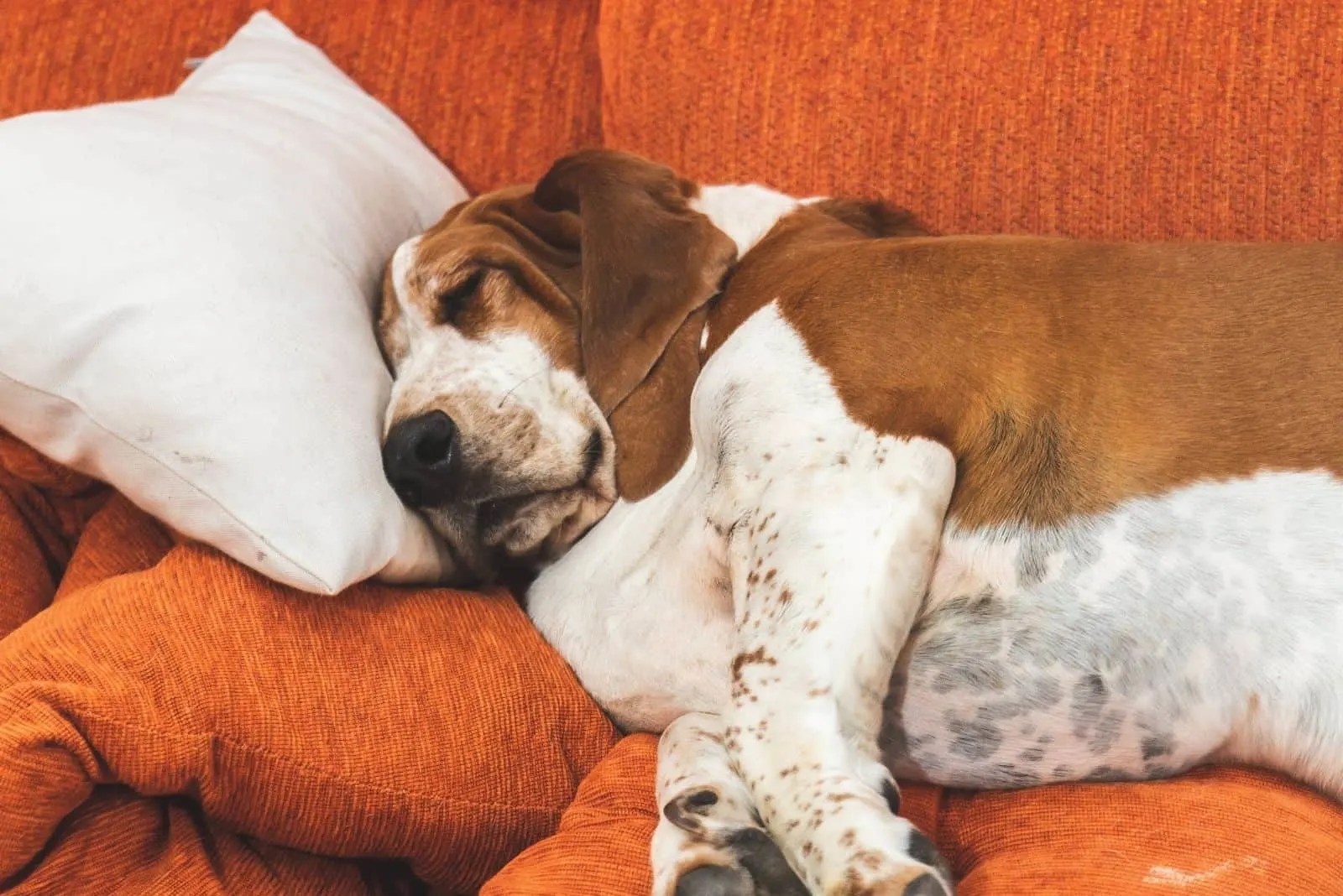 obese basset hound sleeping in the couch
