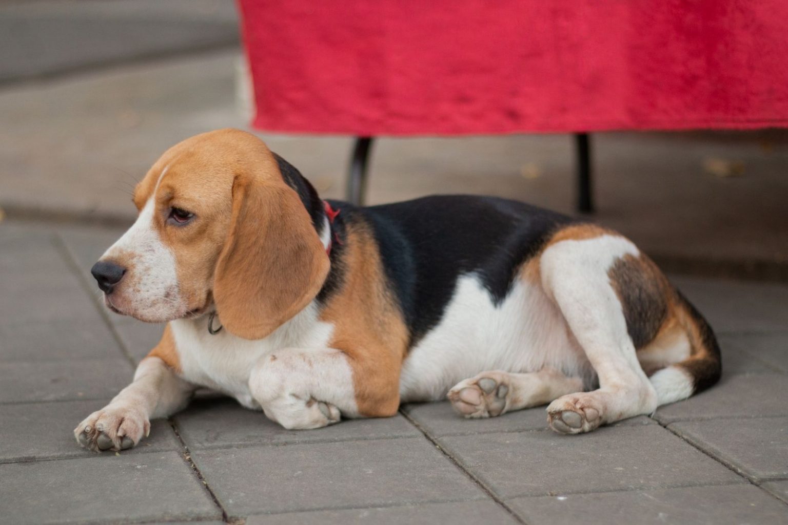 What Is The Beagle Lifespan? Beagle Health Issues And Life Expectancy