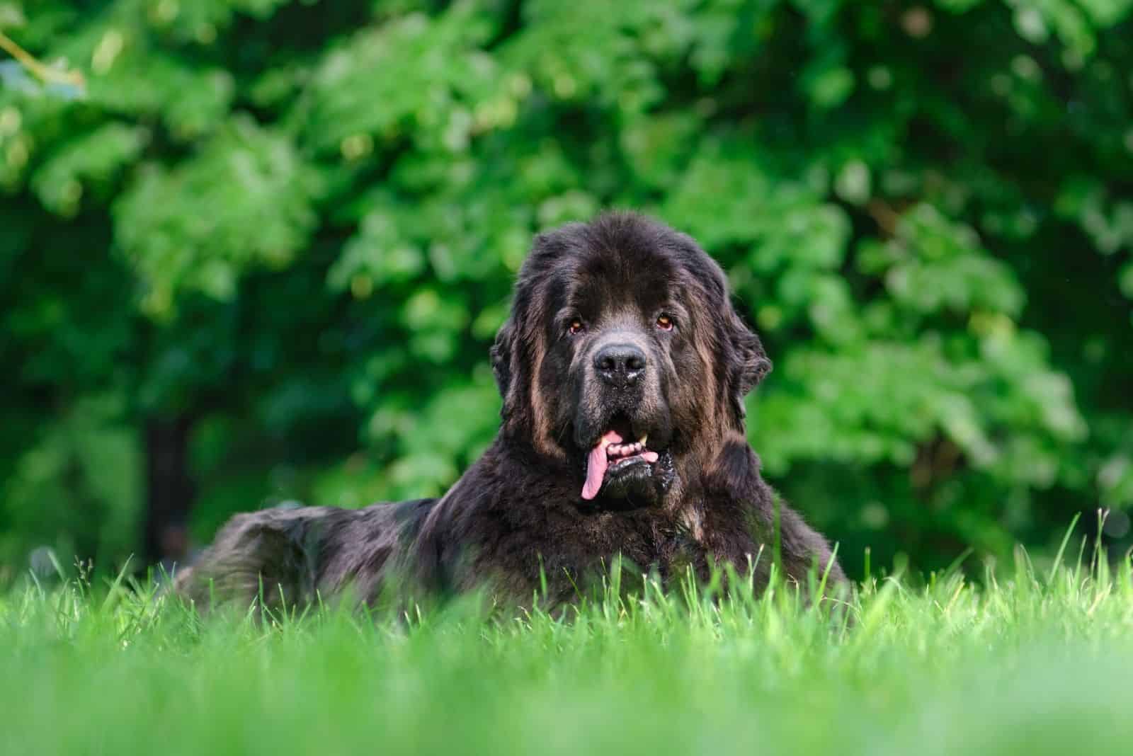 old newfoundland dog resting on the green lawn