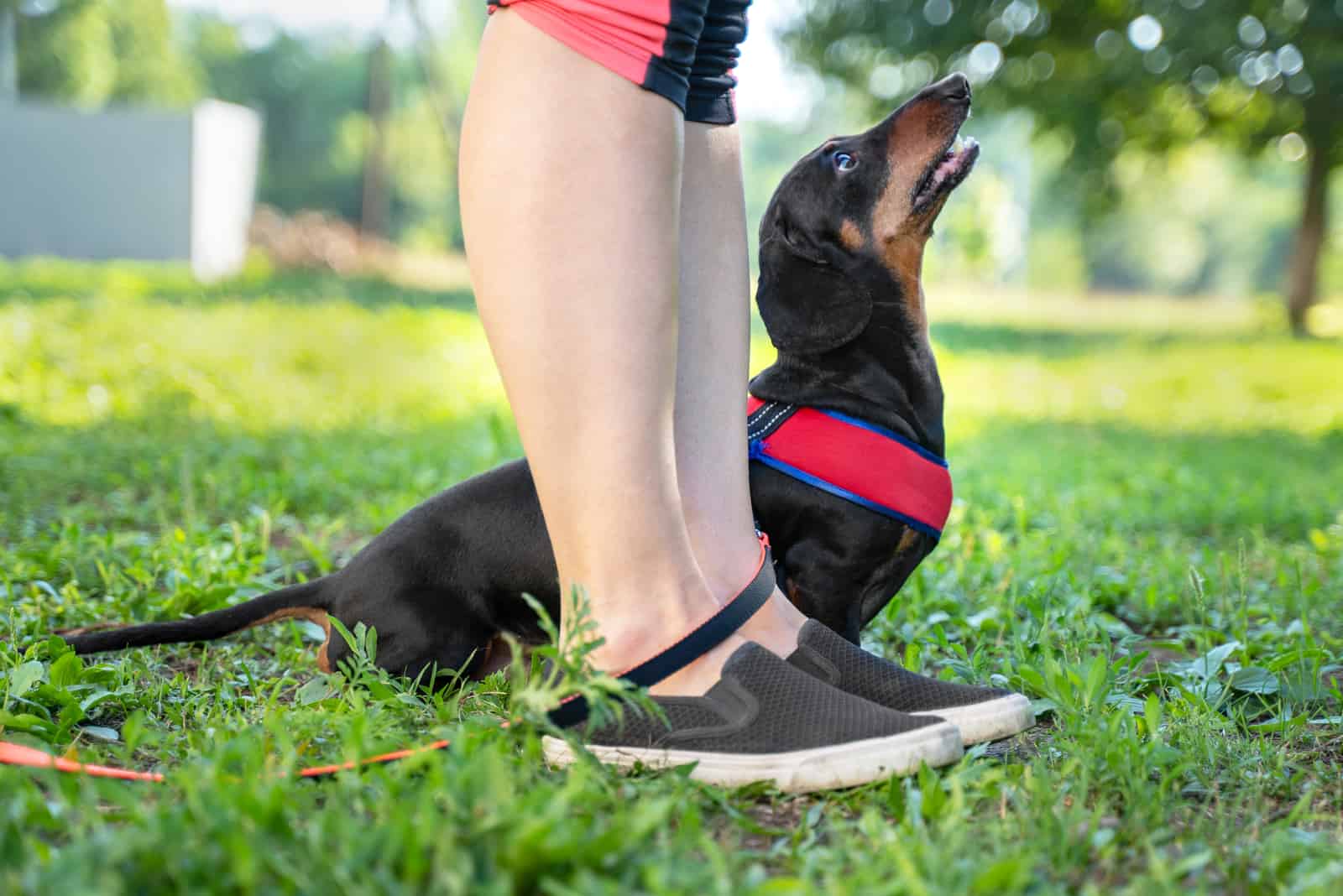 owner giving a hand signal to a little dachshund