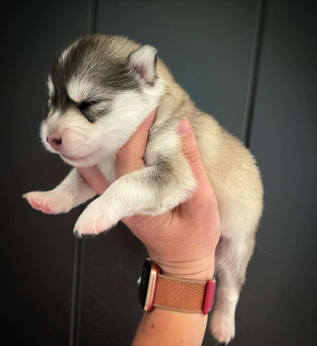 person holding a Teacup Pomsky