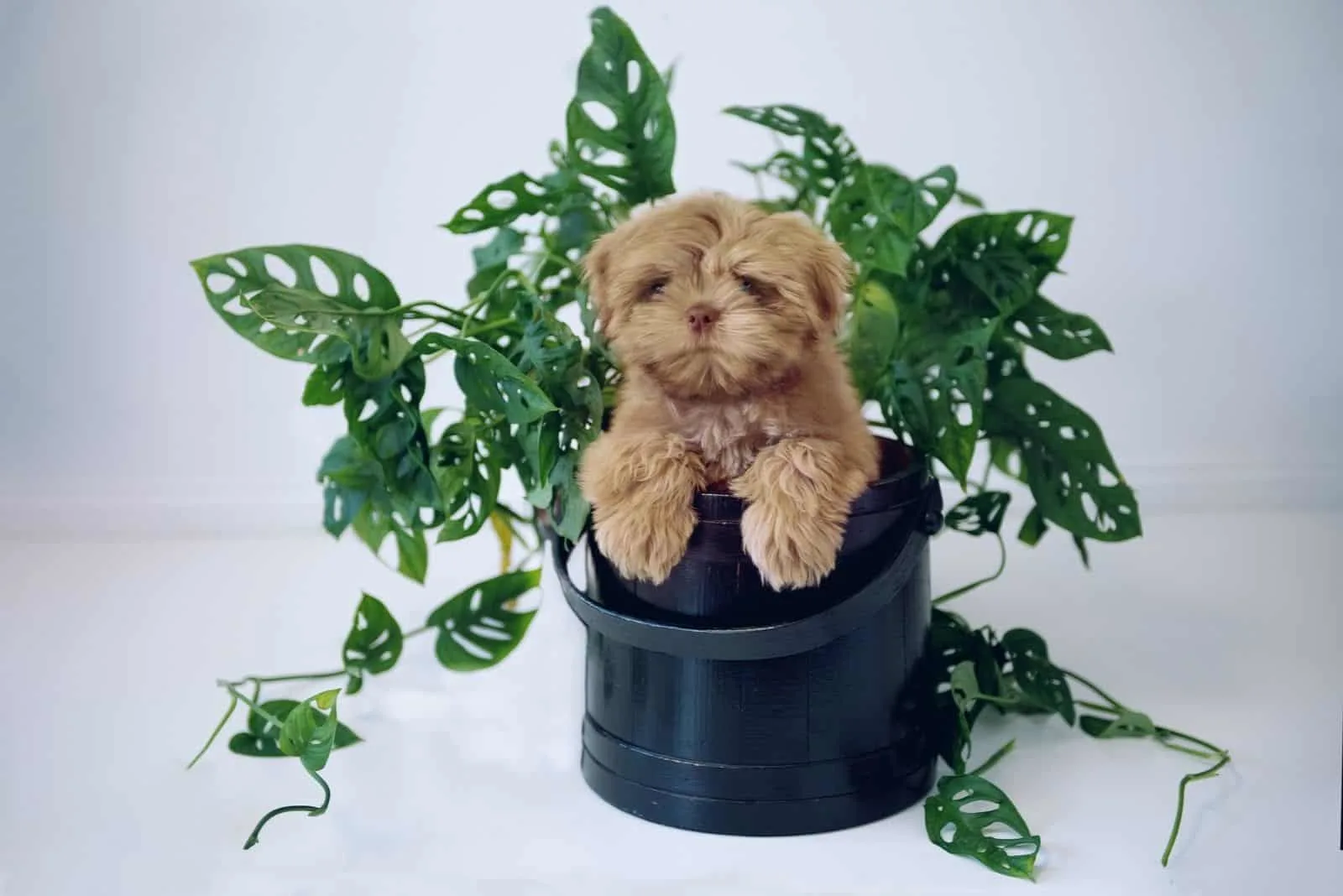 plants and greenery with a shih tzu puppy inside