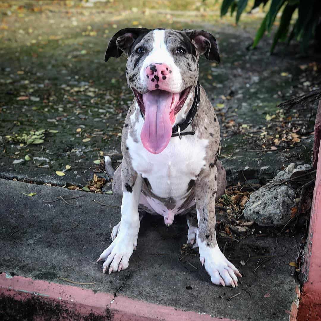 playful merle pitbull