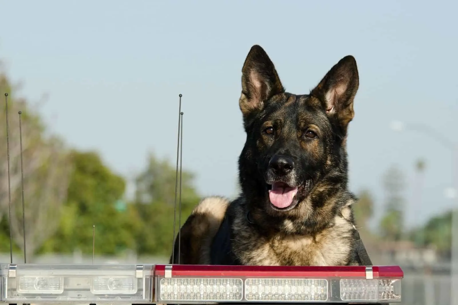 police dog sitting on top of a patrol car during his shift