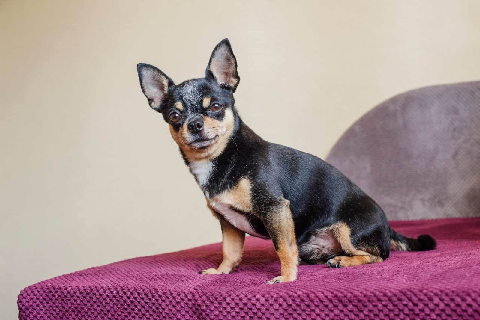 portrait of a cute chihuahua looking at the camera