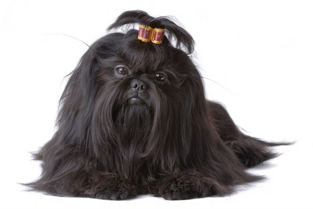 Black Shih Tzu The Ultimate Guide To This Shih Tzu Color