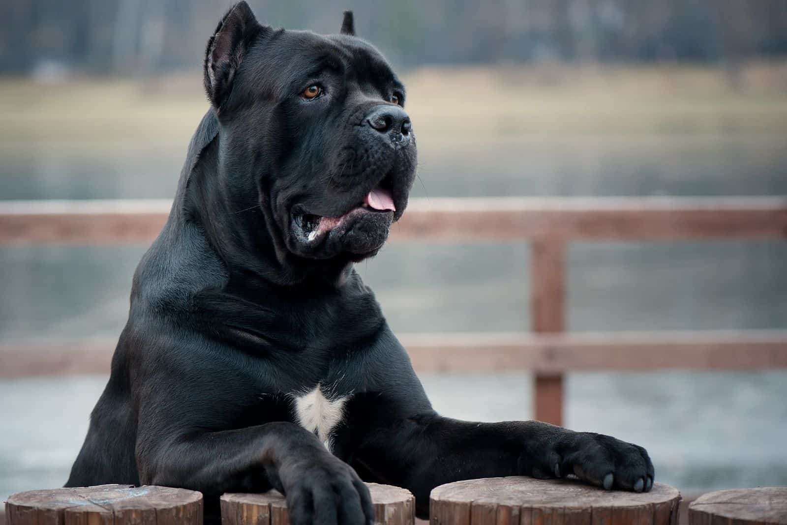 portrait of an italian cane corso leaning on the wooden fence