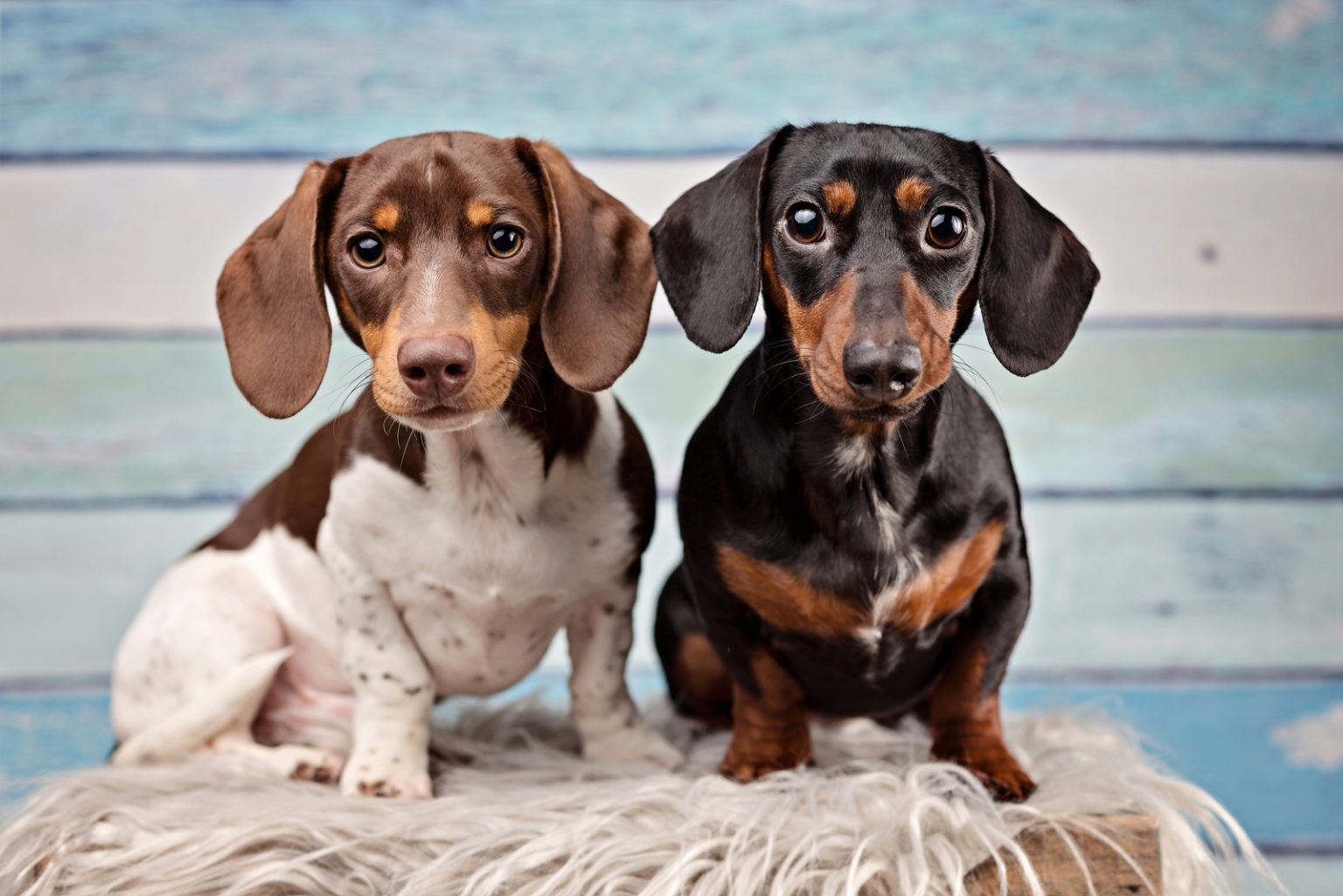 Male Vs. Female Dachshund Does Gender Matter?