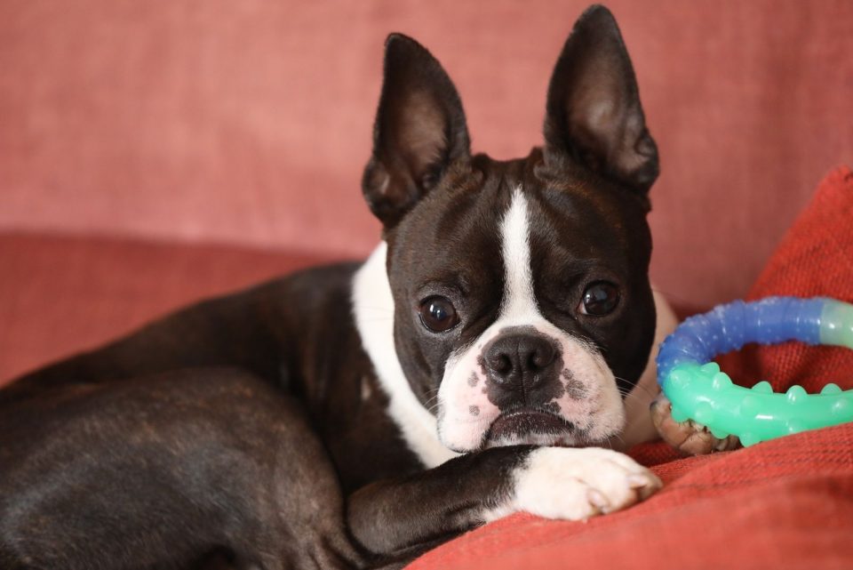 Are Boston Terriers Hypoallergenic? Find The Truth Here!