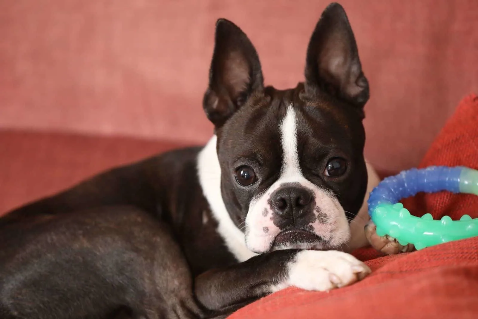 pretty boston terrier dog posing for a camera in the sofa