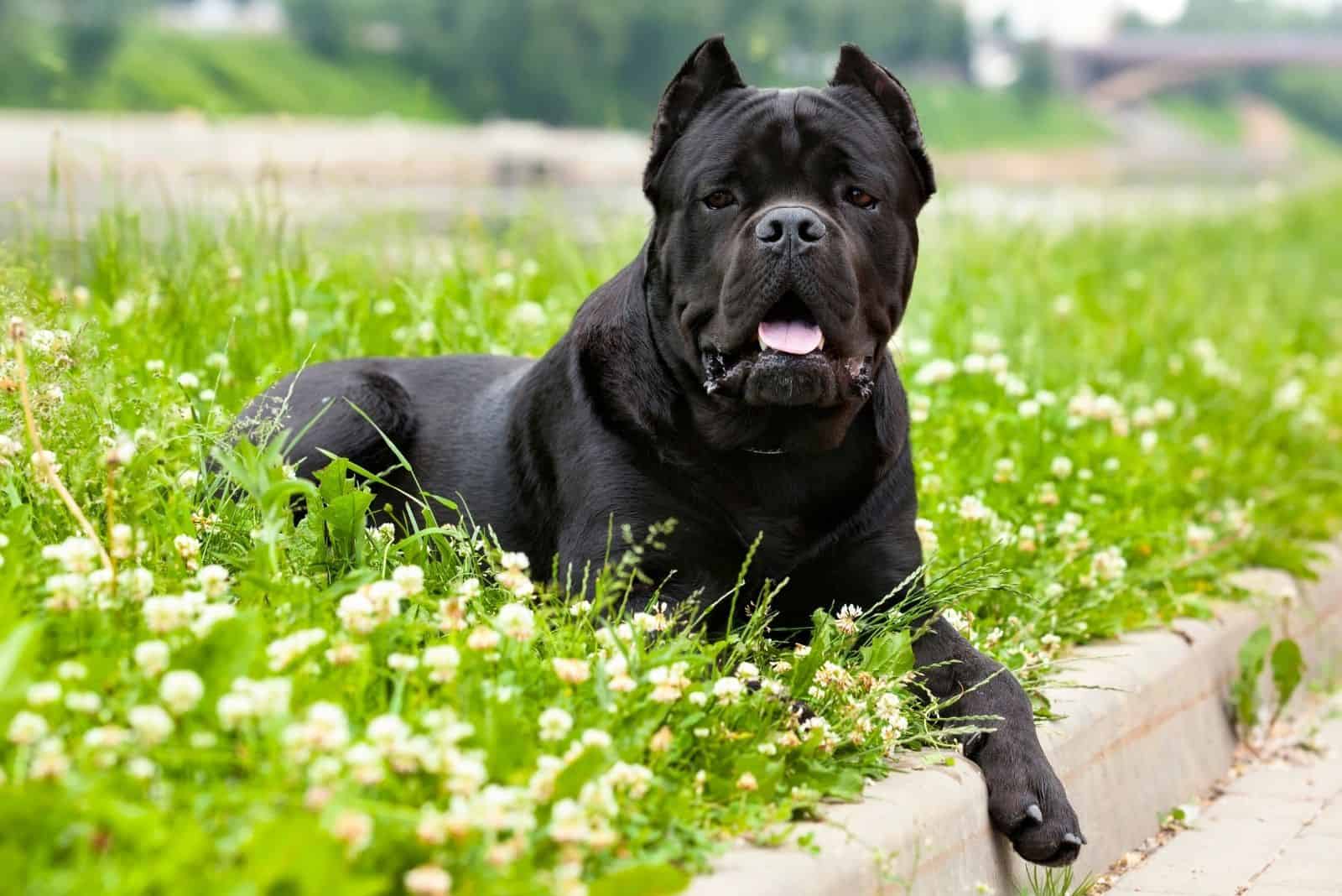 purebred cane corso lying in the garden