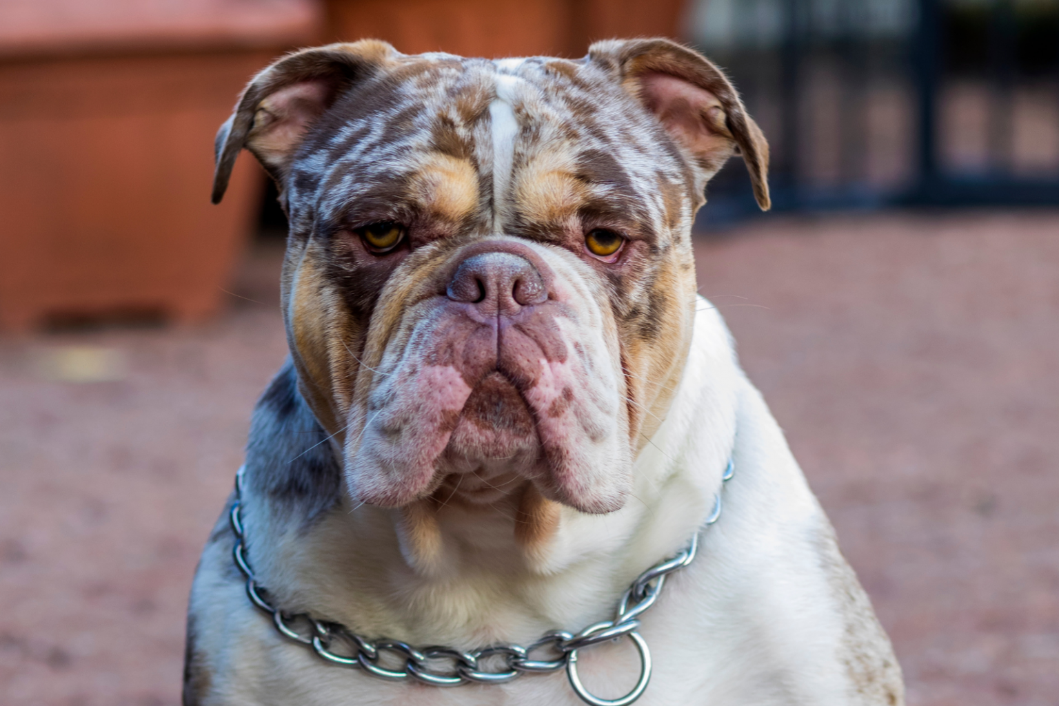 Merle English Bulldog Everything We Know About This Rare Pup