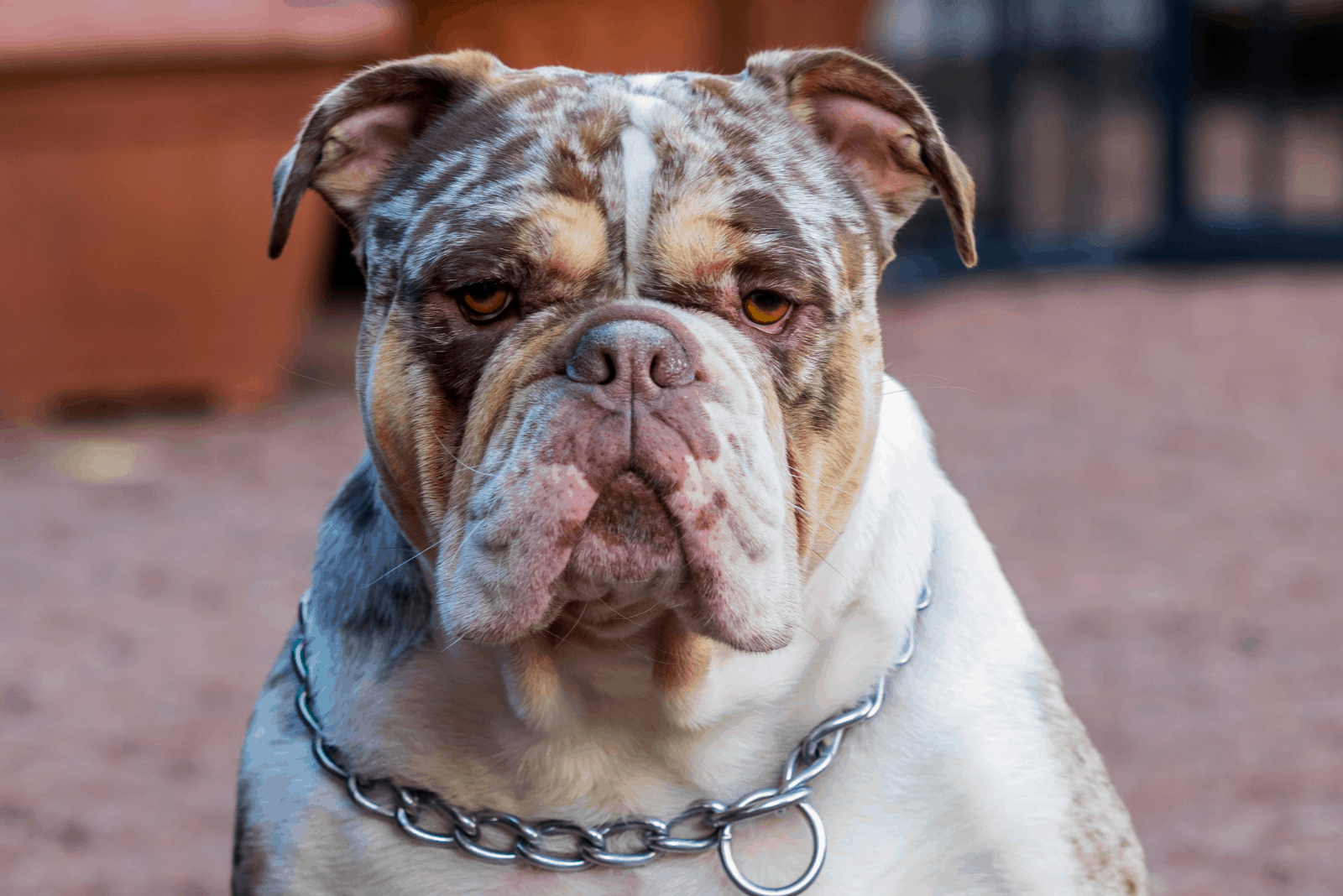 Merle English Bulldog Everything We Know About This Rare Pup