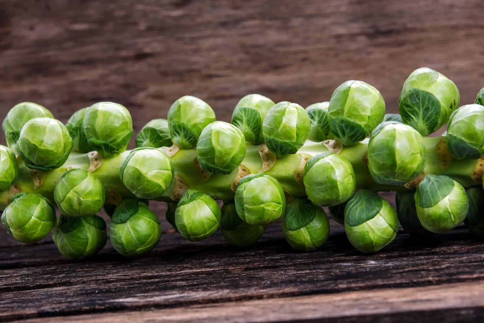 raw brussel sprout on the stalk over the table